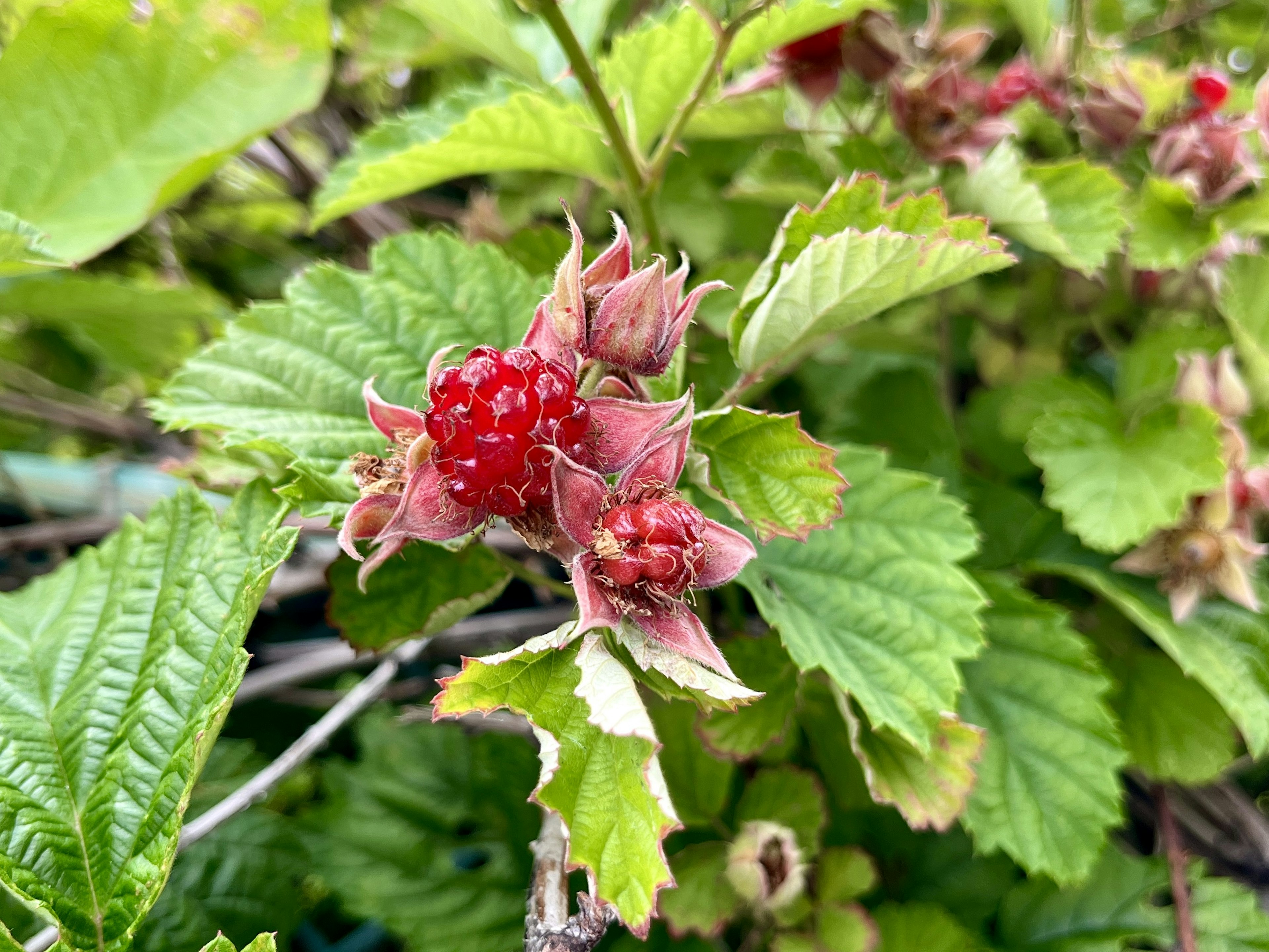 Close-up of a raspberry plant with red berries and green leaves