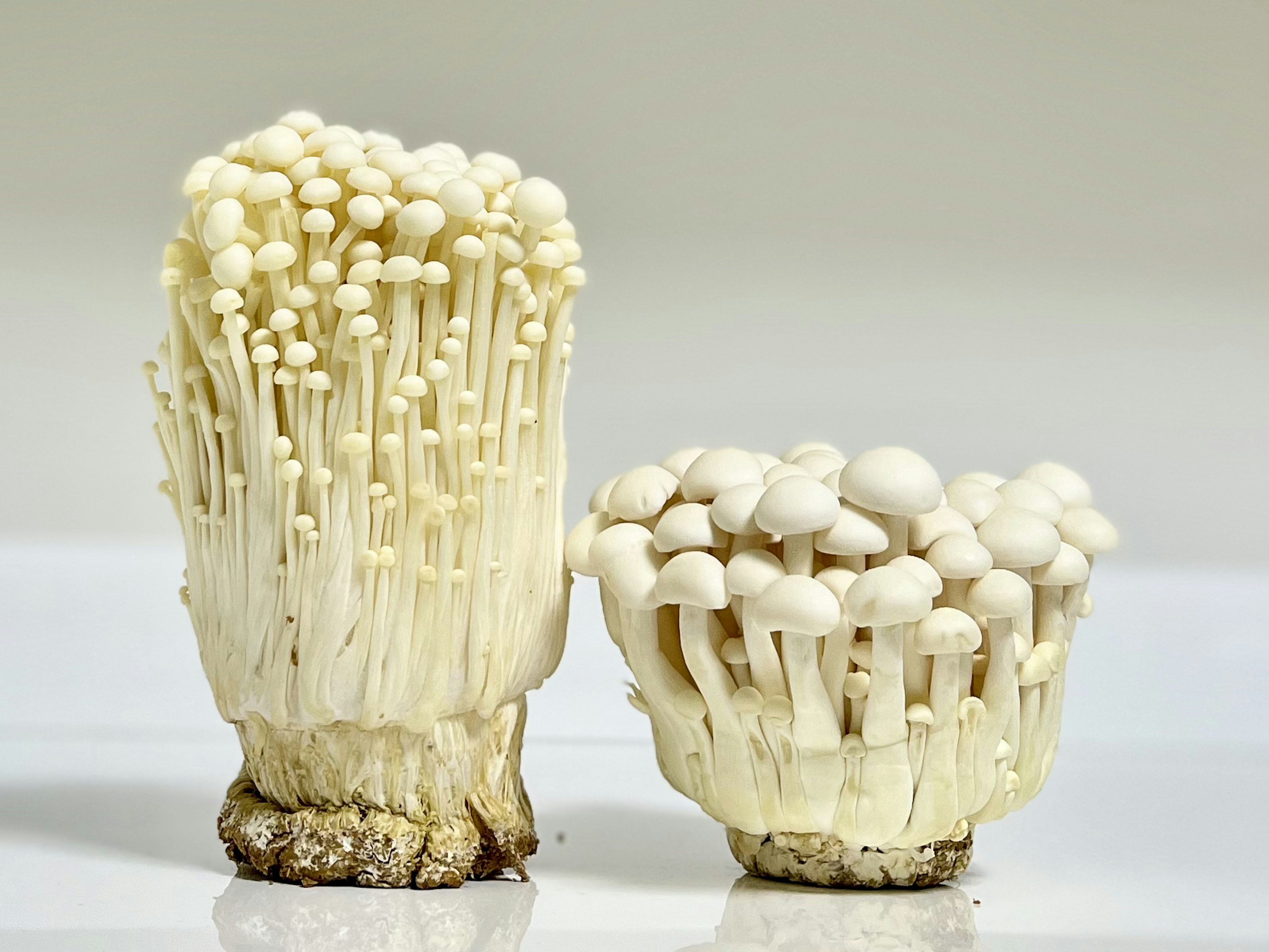 Two clusters of white mushrooms on a white background