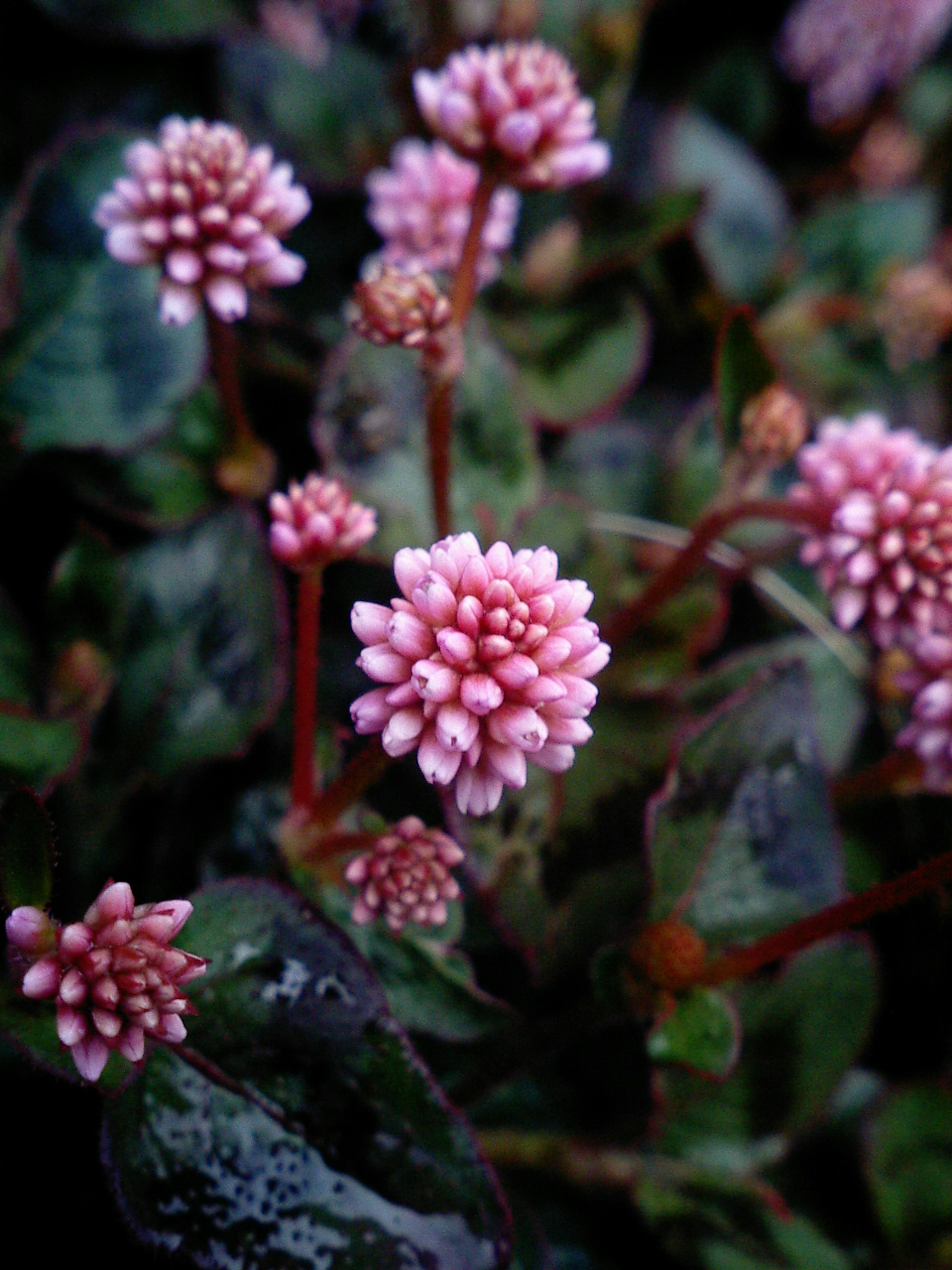 Nahaufnahme einer Pflanze mit Gruppen kleiner rosa Blumen