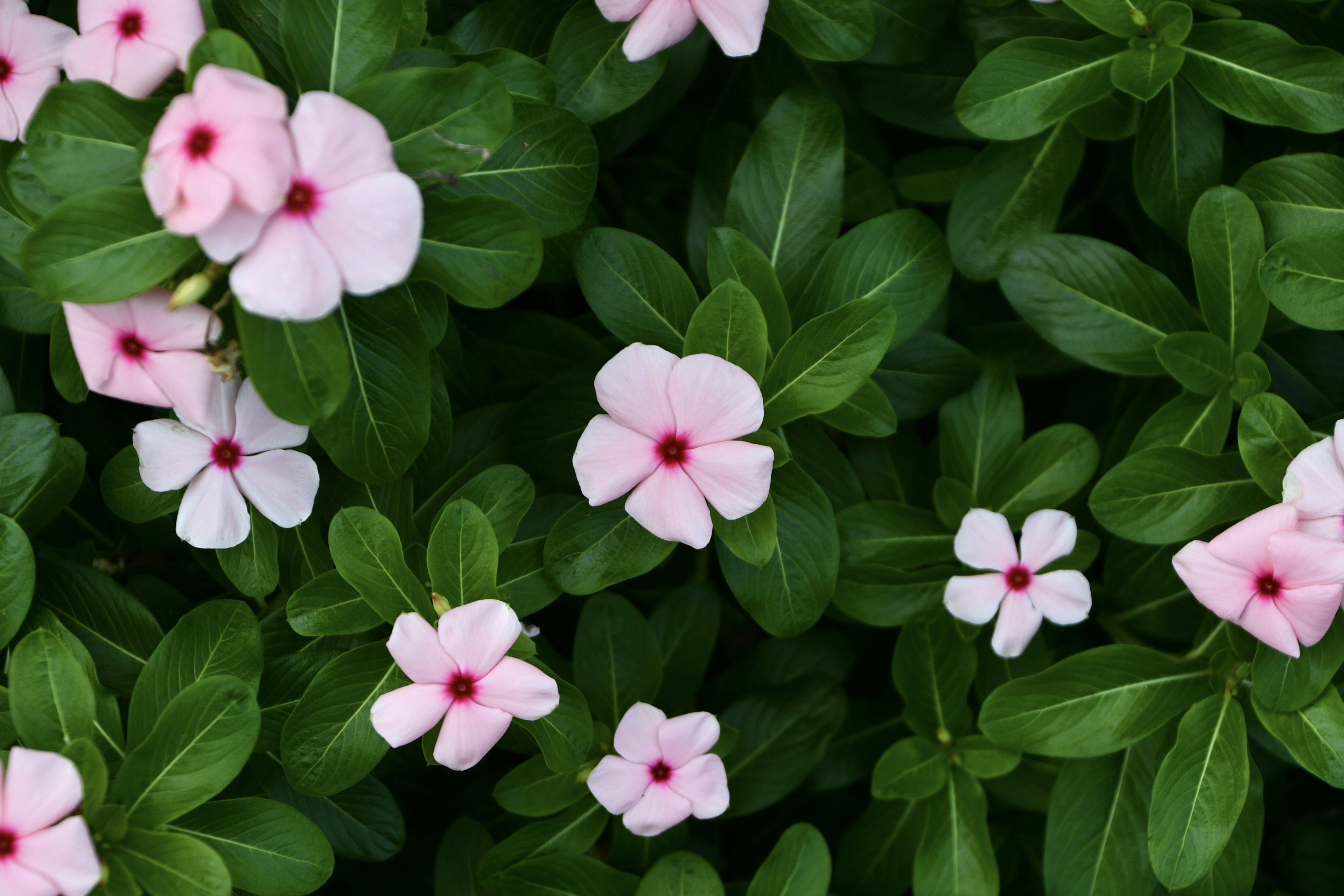 Fiori delicati rosa e bianchi circondati da foglie verdi lussureggianti