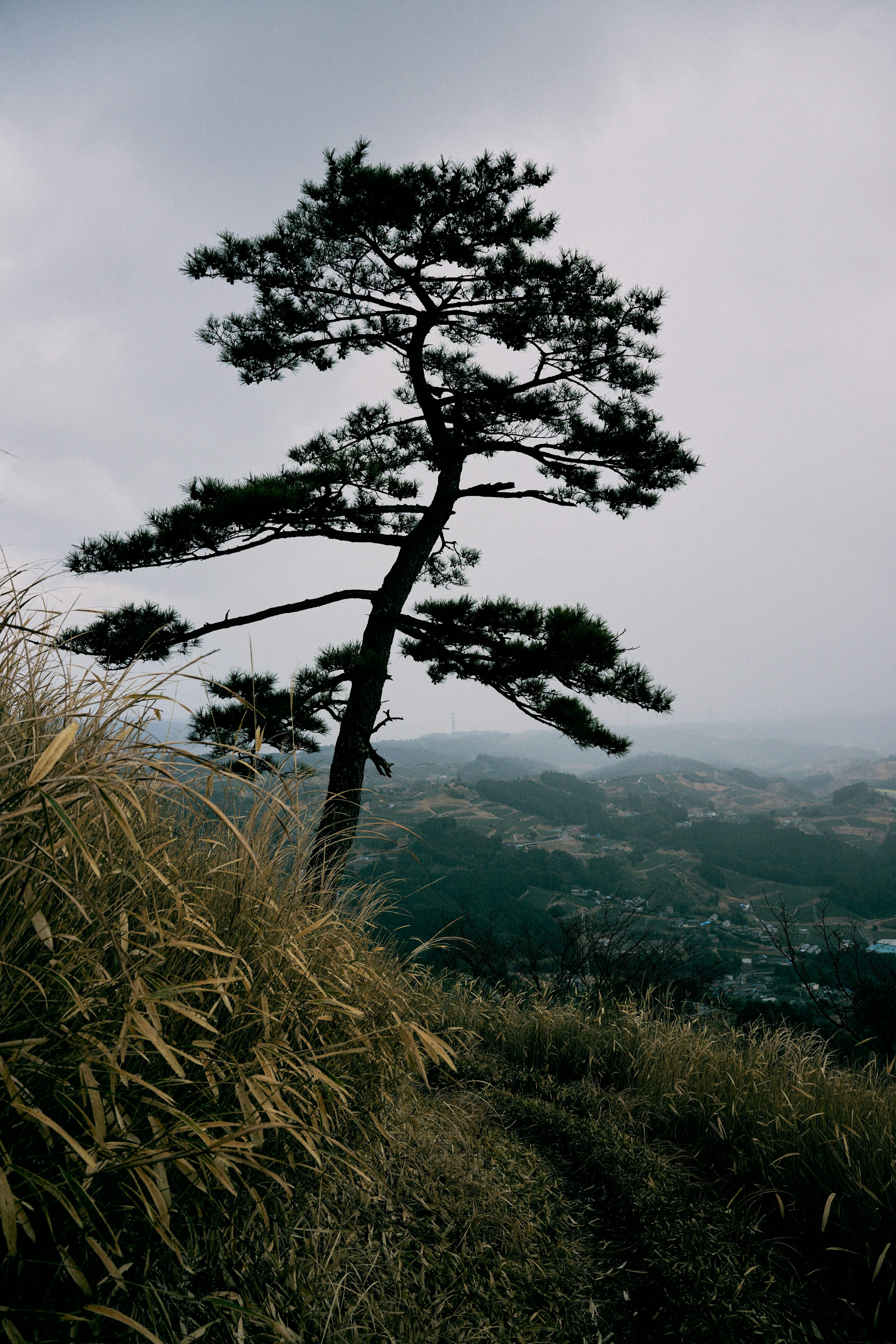 Un grand arbre se dresse contre un paysage montagneux brumeux