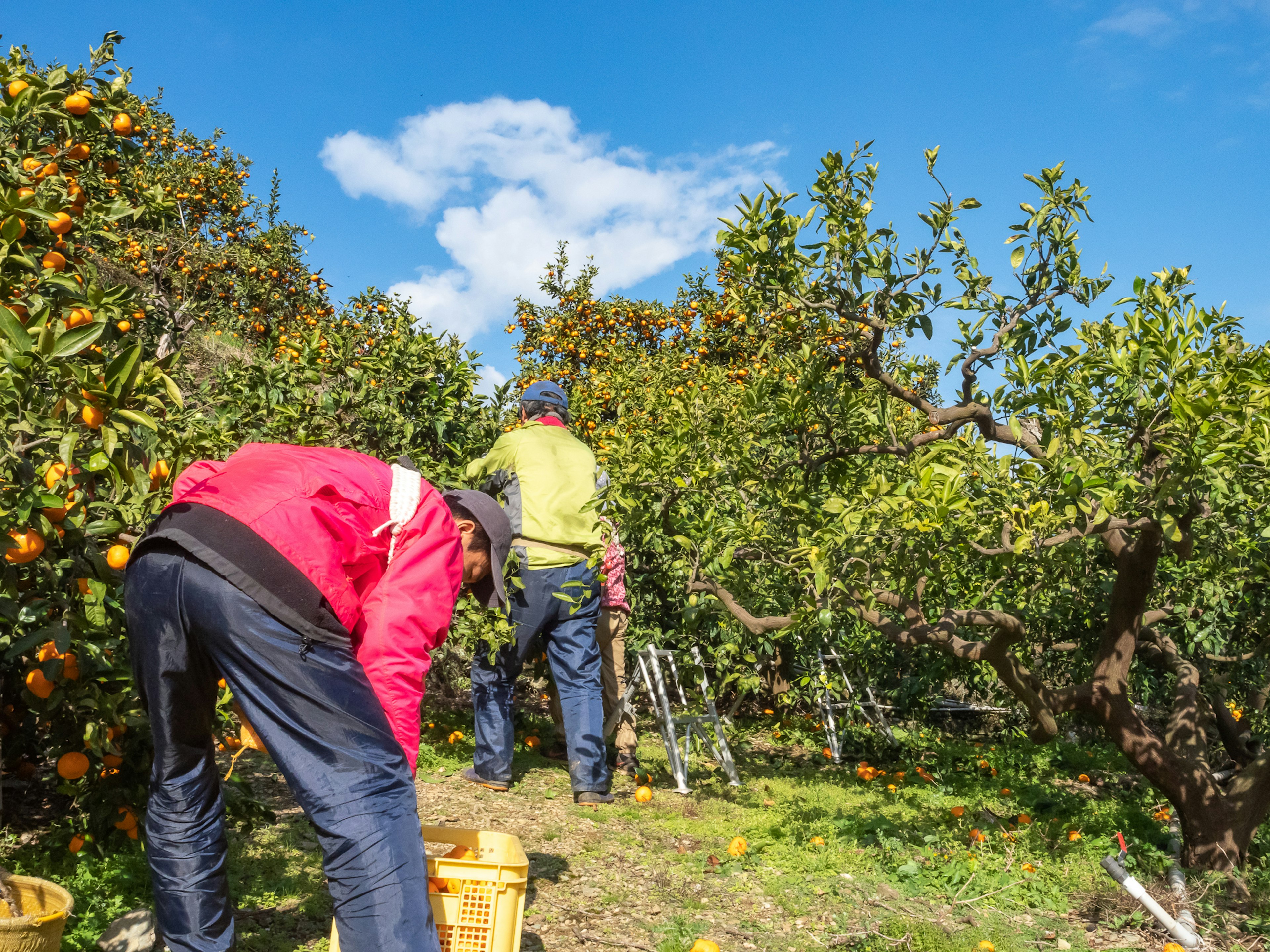 Lavoratori che raccolgono arance in un frutteto