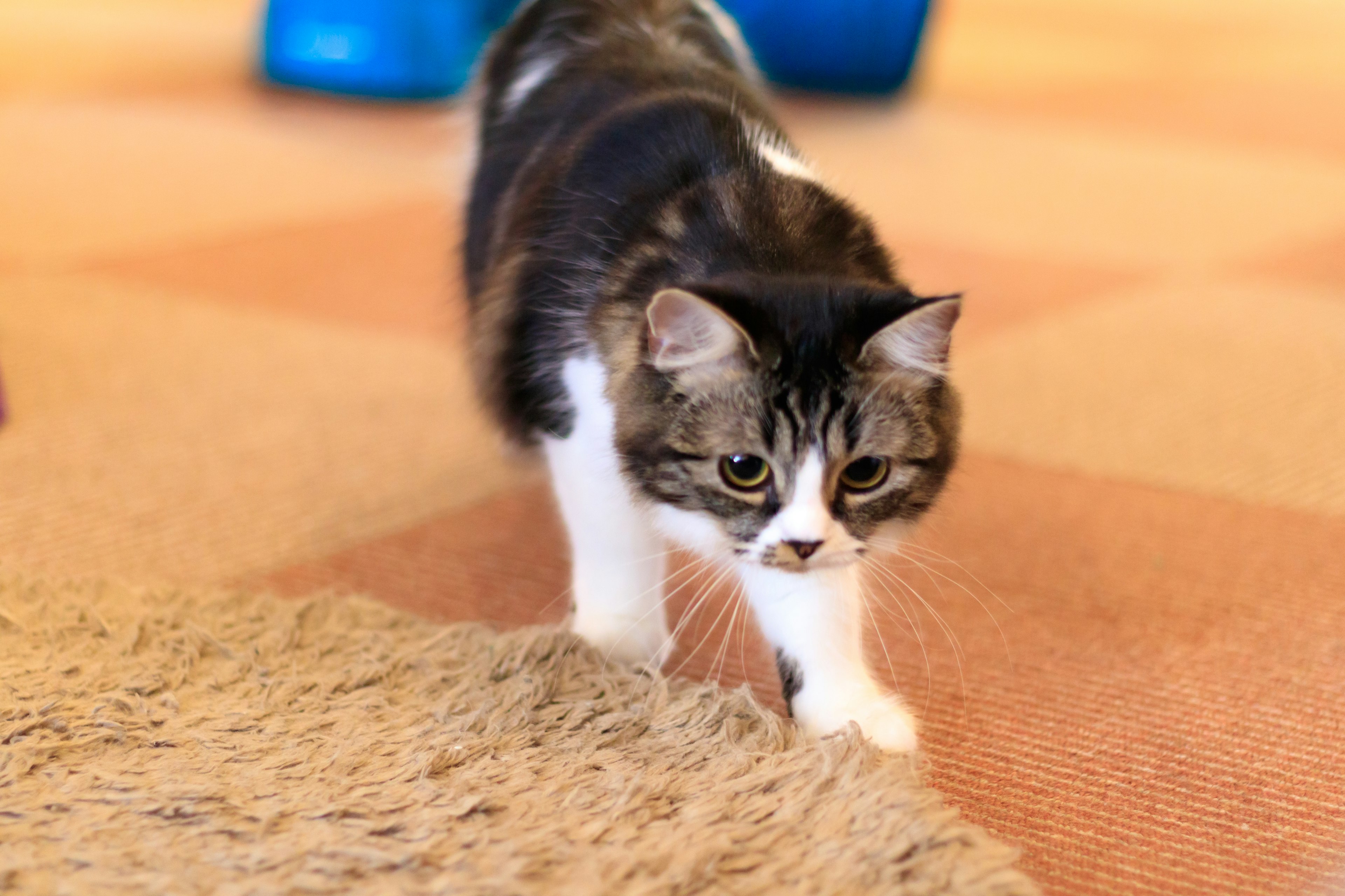 A cat walking on a carpet