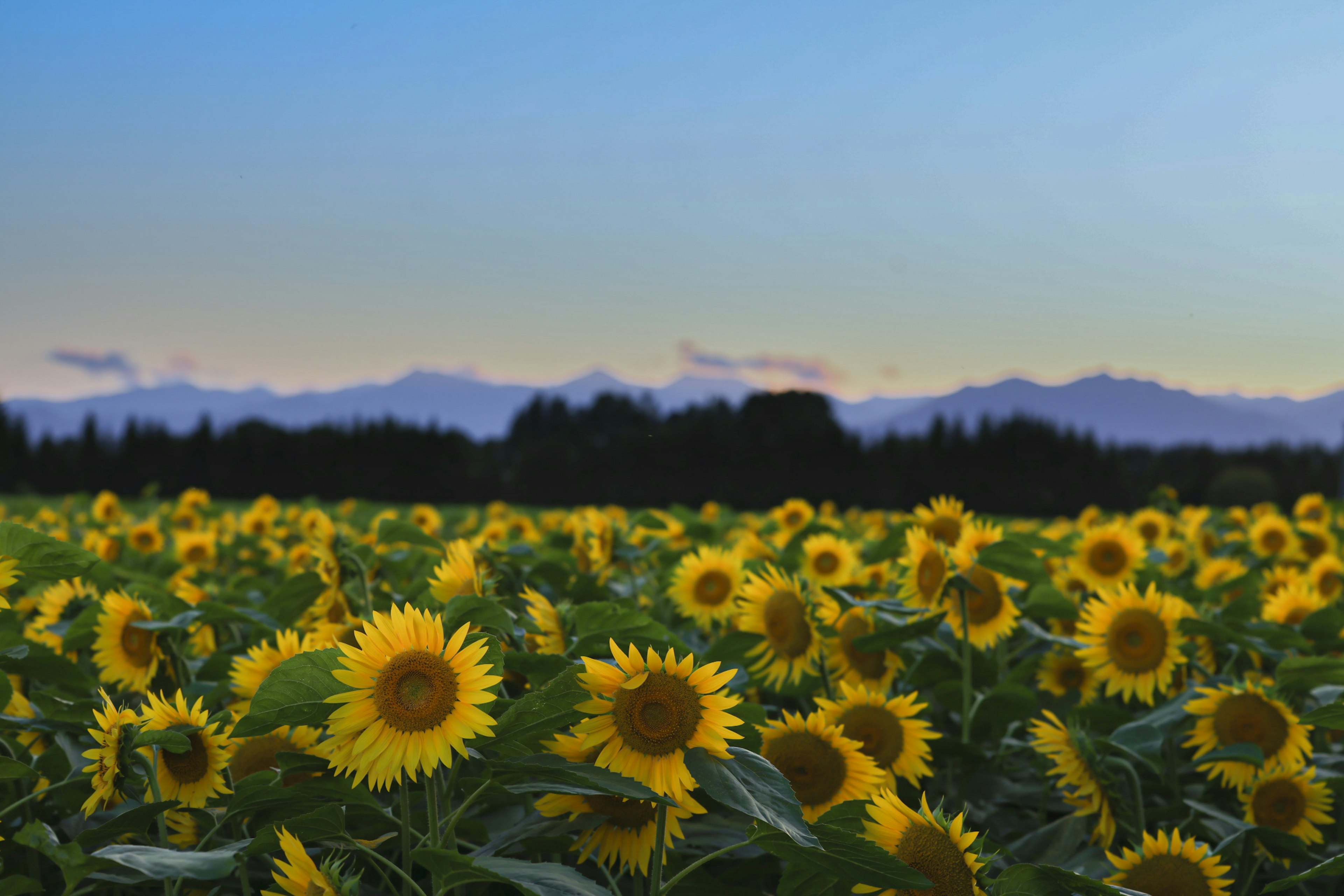 Weites Sonnenblumenfeld mit blauem Himmel