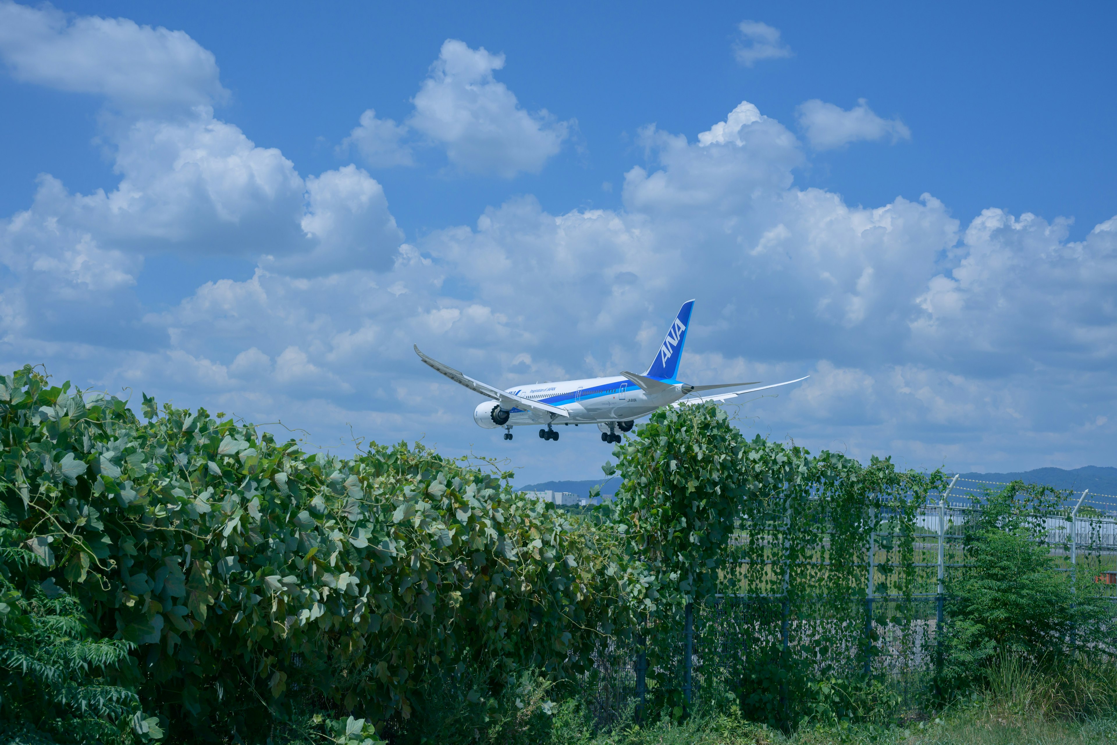 Landendes Flugzeug vor blauem Himmel mit grünem Laub