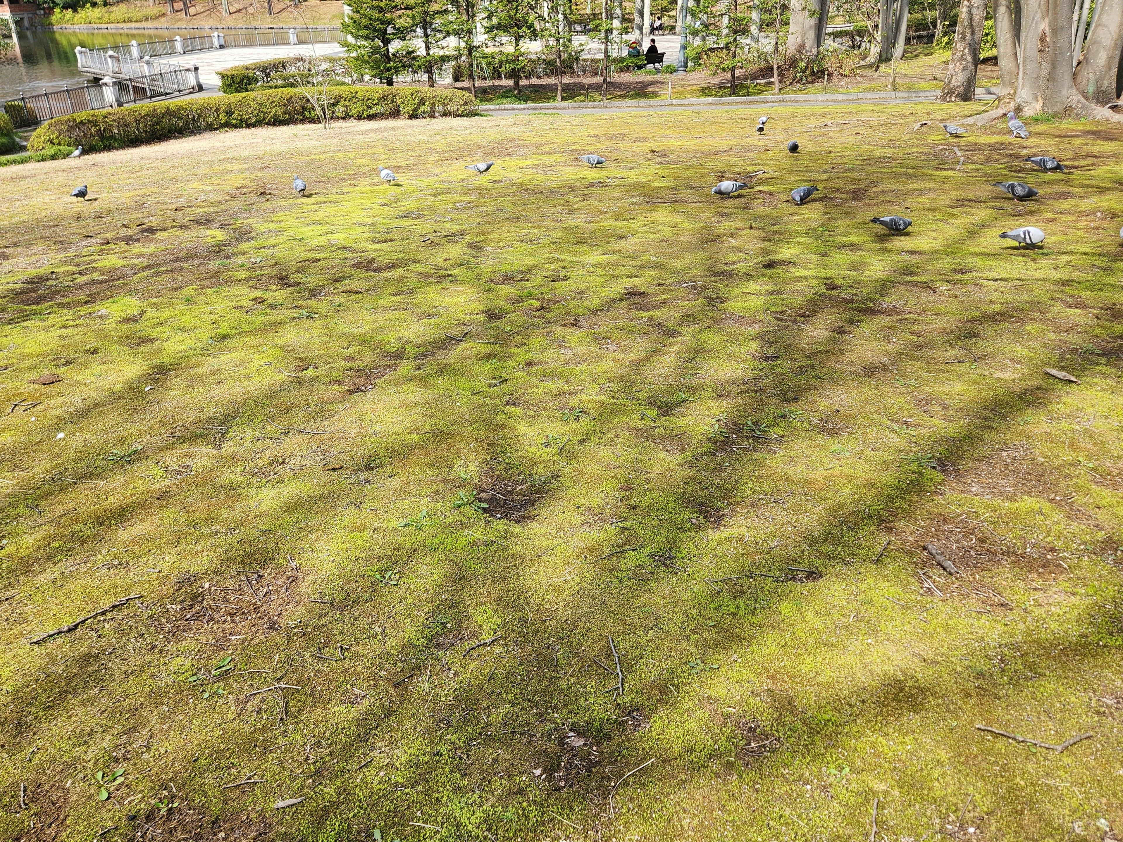 Park scene with green grass and shadows cast by trees