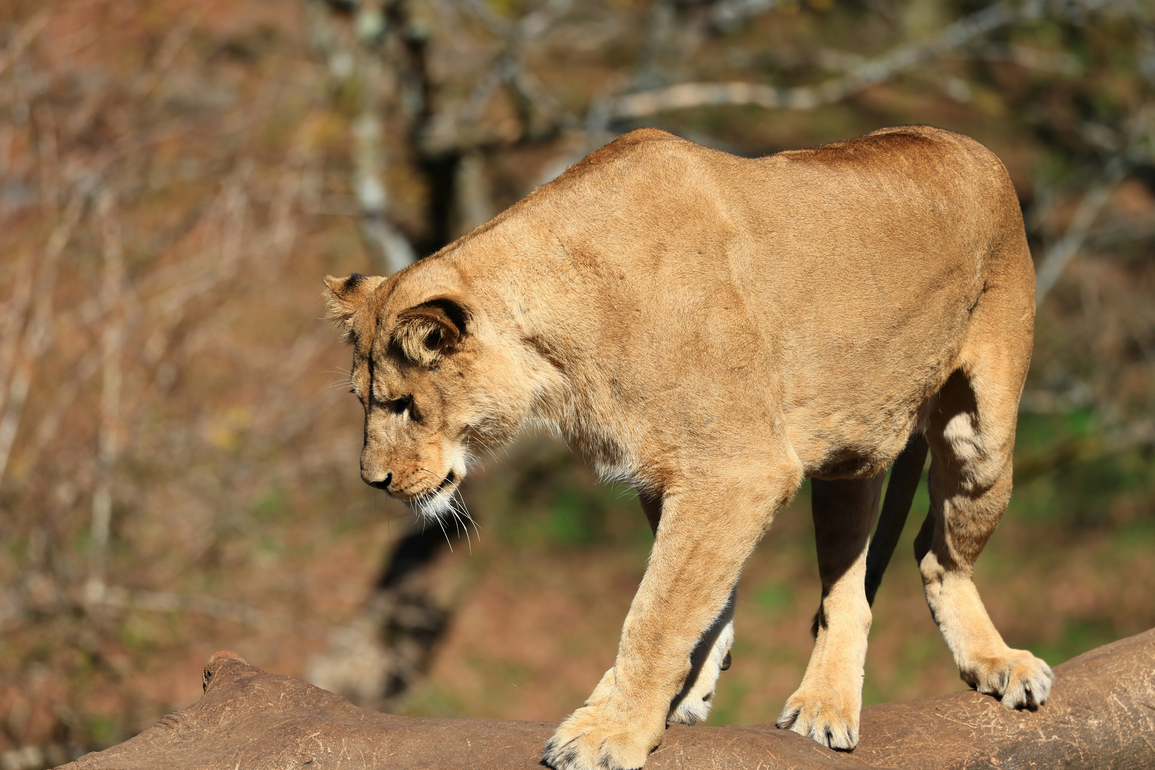 Female lion walking in a natural habitat