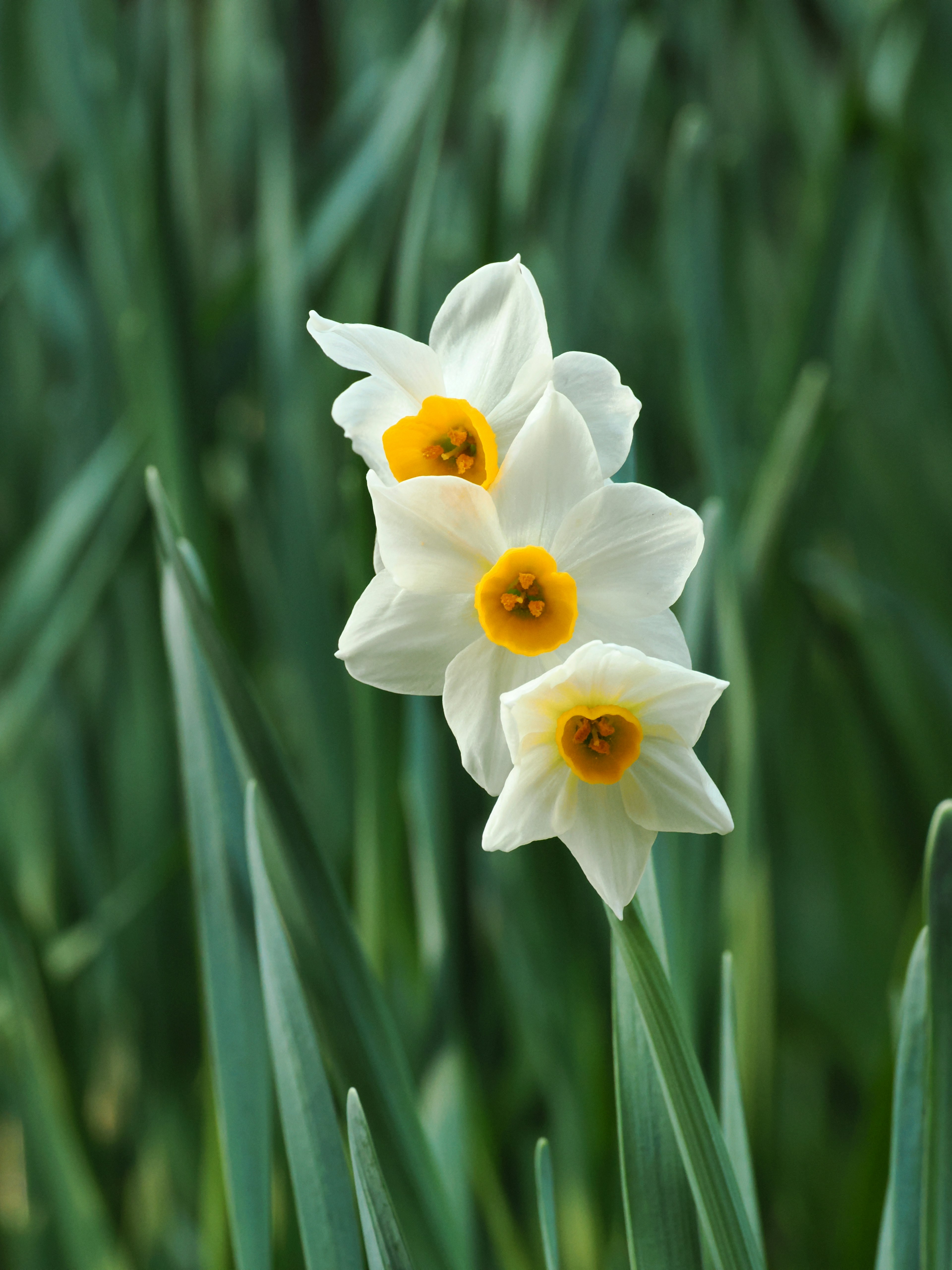 Three white daffodil flowers with yellow centers among green leaves