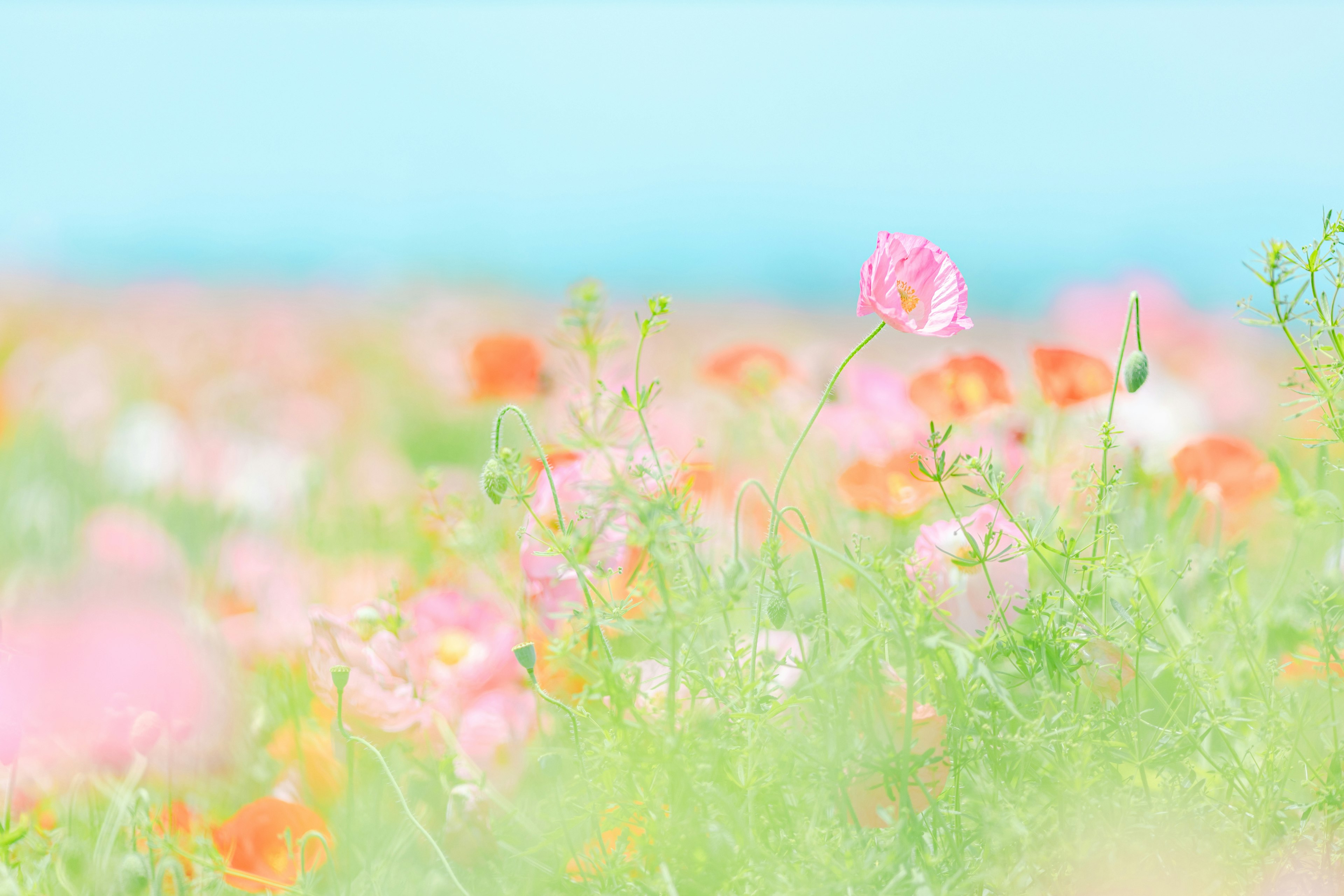 Blurred image of a field with colorful blooming flowers