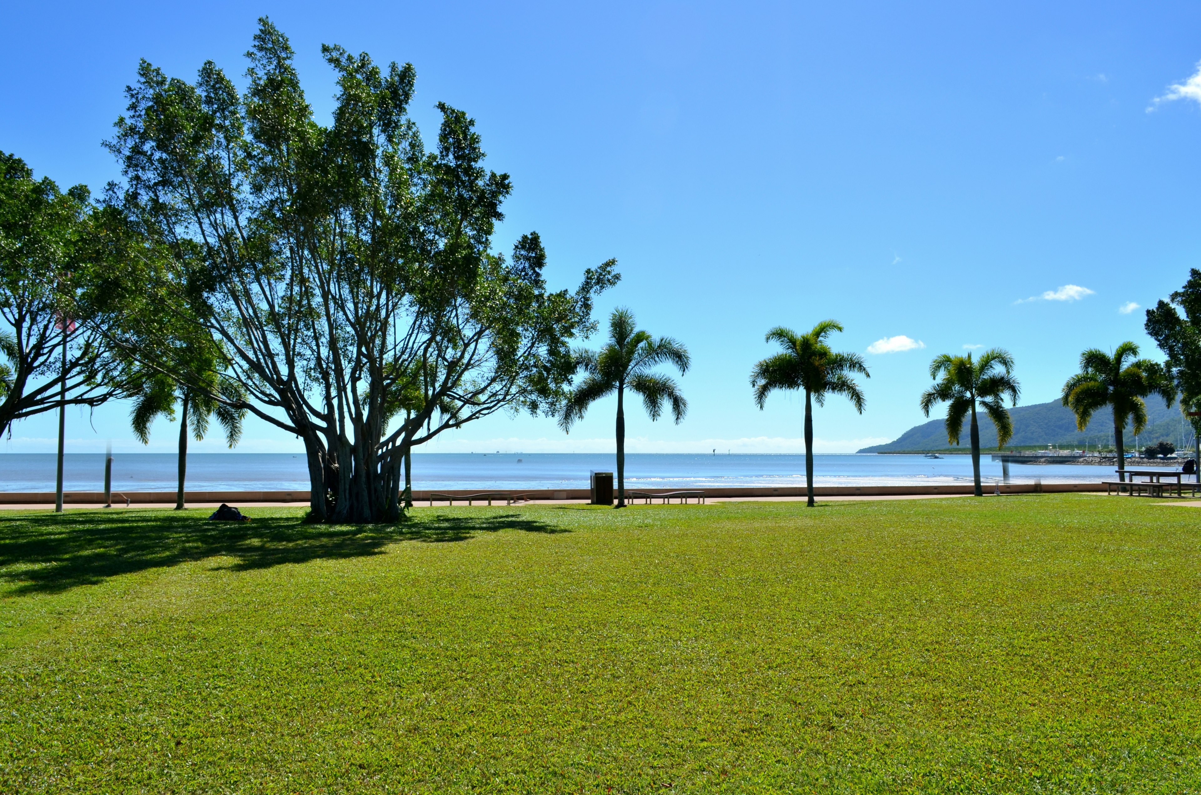 Vista escénica de césped verde y palmeras bajo un cielo azul