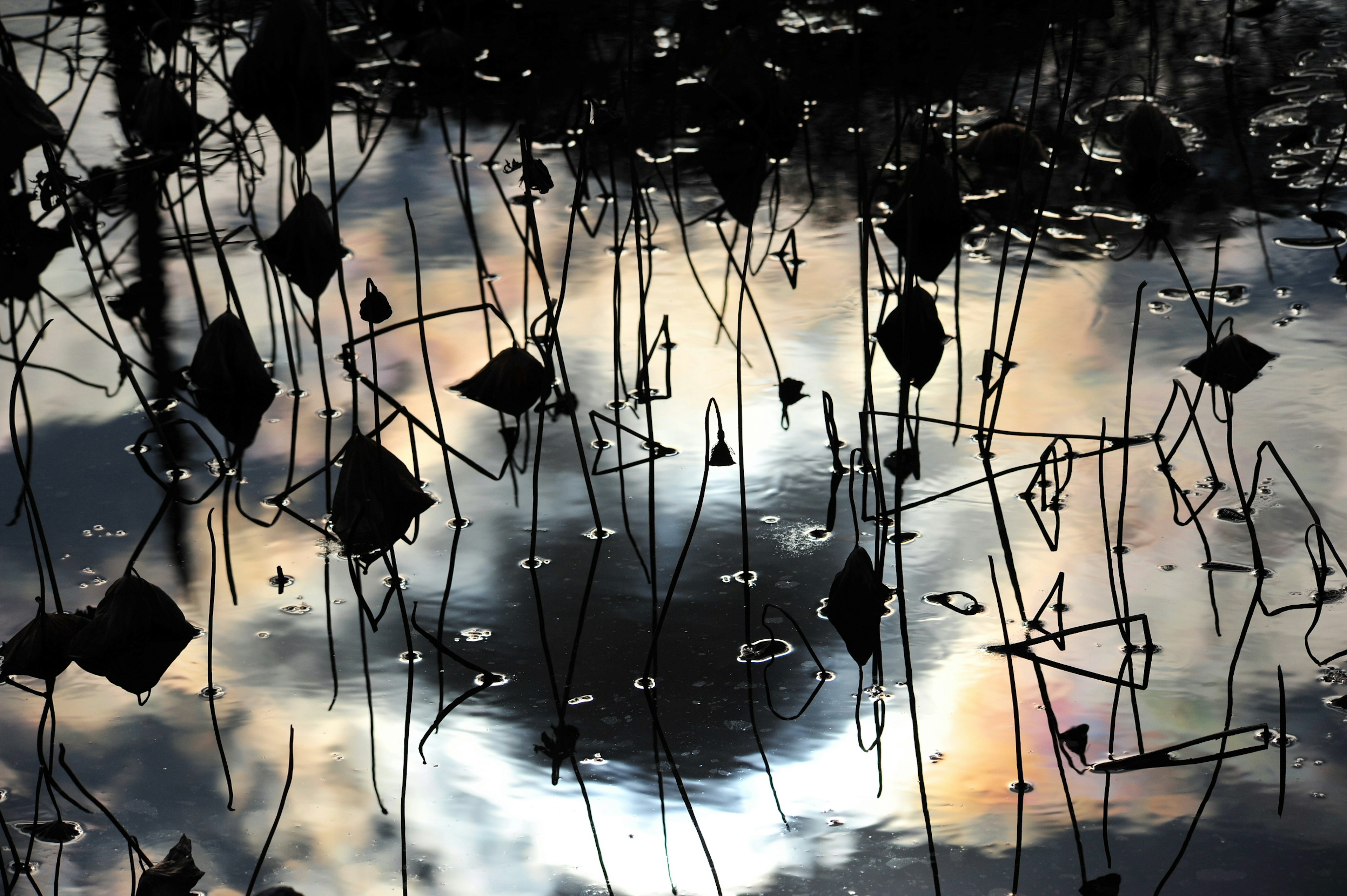 Eine ruhige Szene mit Silhouetten von Pflanzen und Wolken, die sich auf der Wasseroberfläche spiegeln