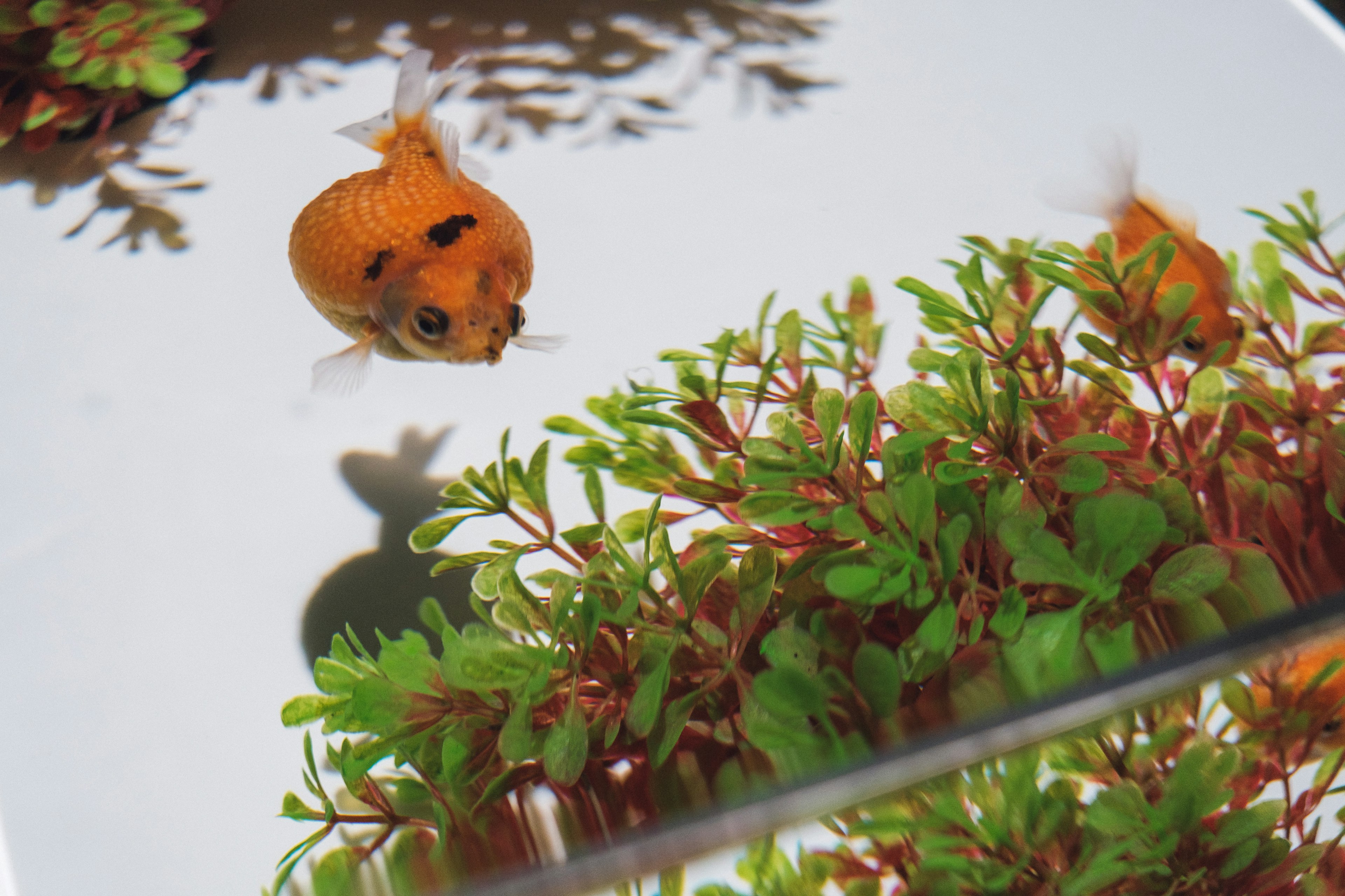 Orange goldfish swimming among green aquatic plants in a clear aquarium