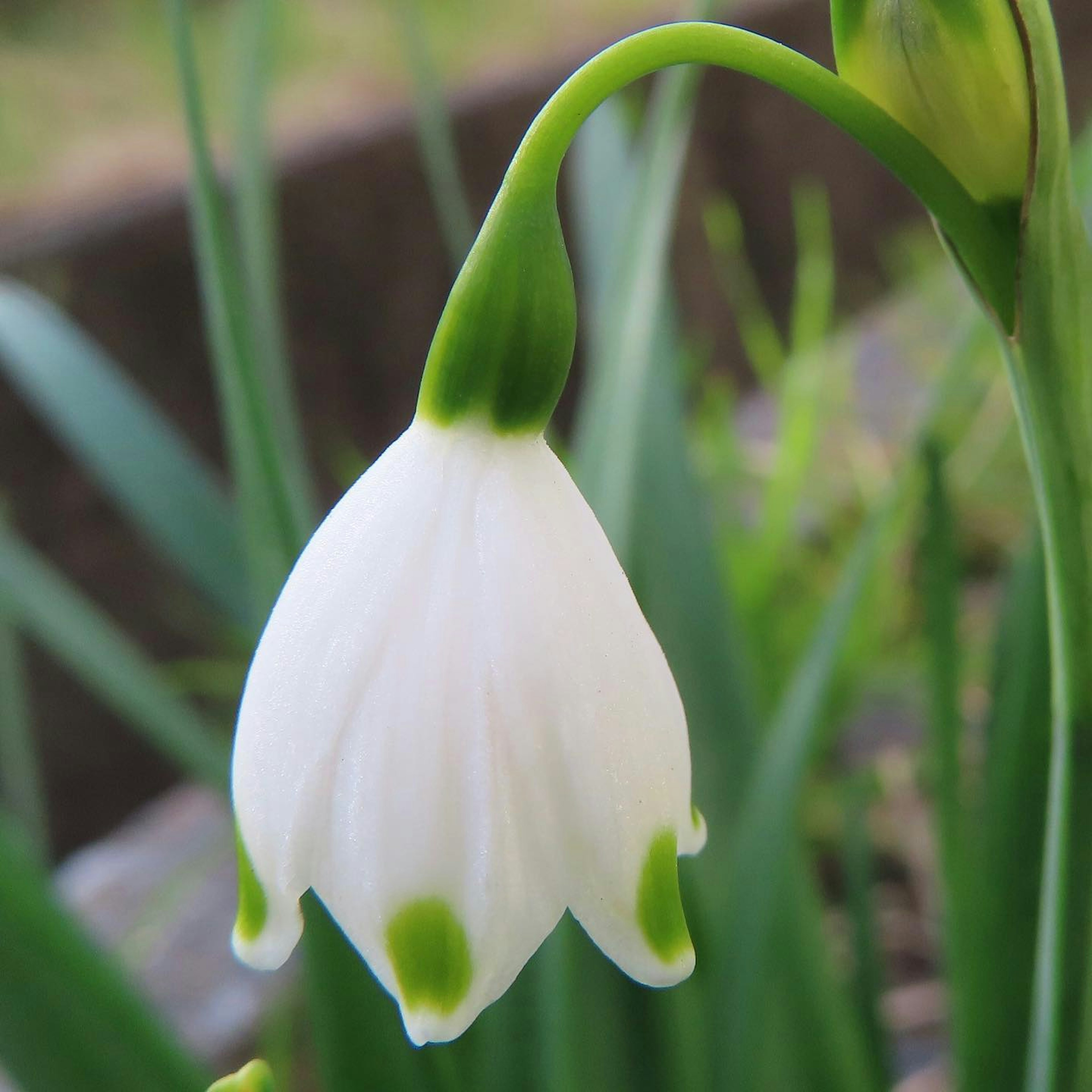 A white flower bud with green spots blooming among grass