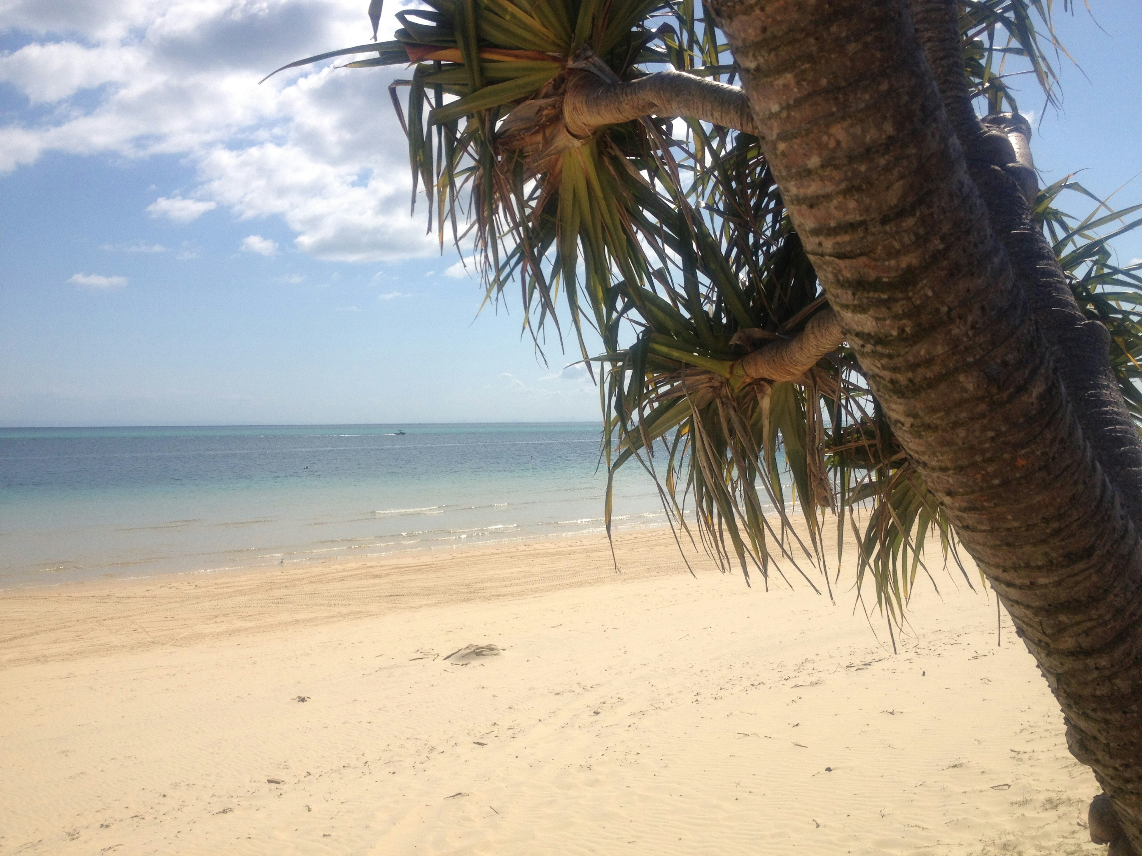 Blick auf eine Palme mit blauem Meer und Sandstrand im Hintergrund