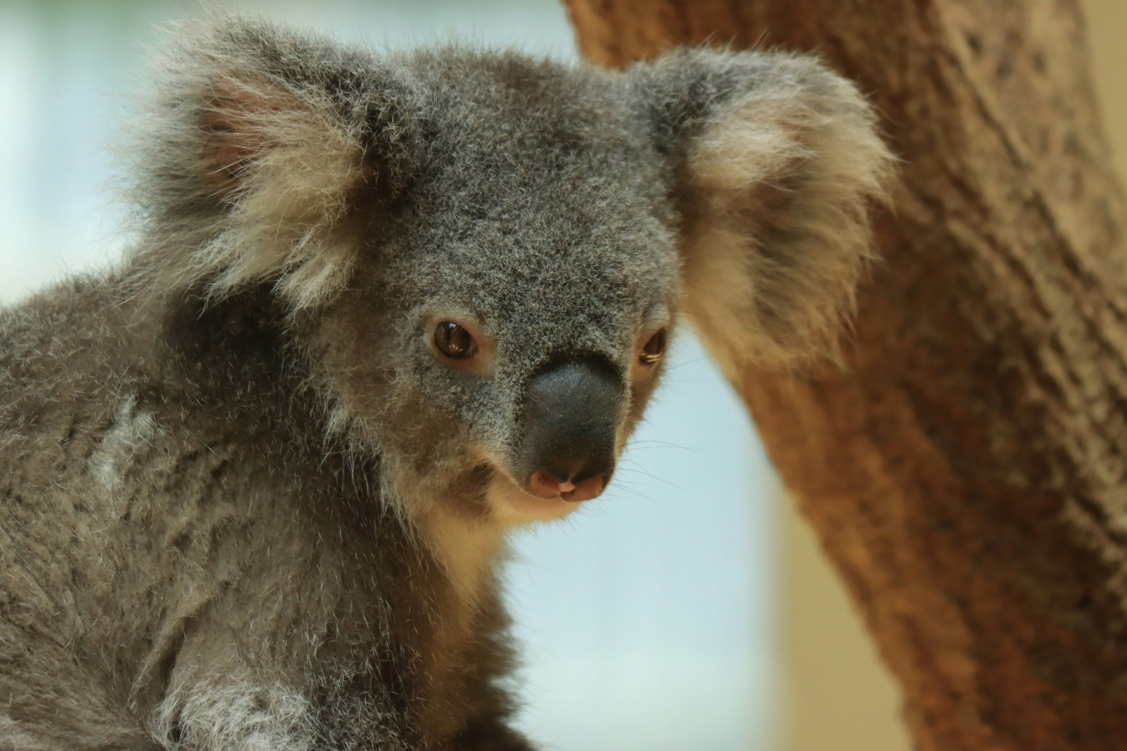 A koala sitting near a tree with a curious expression