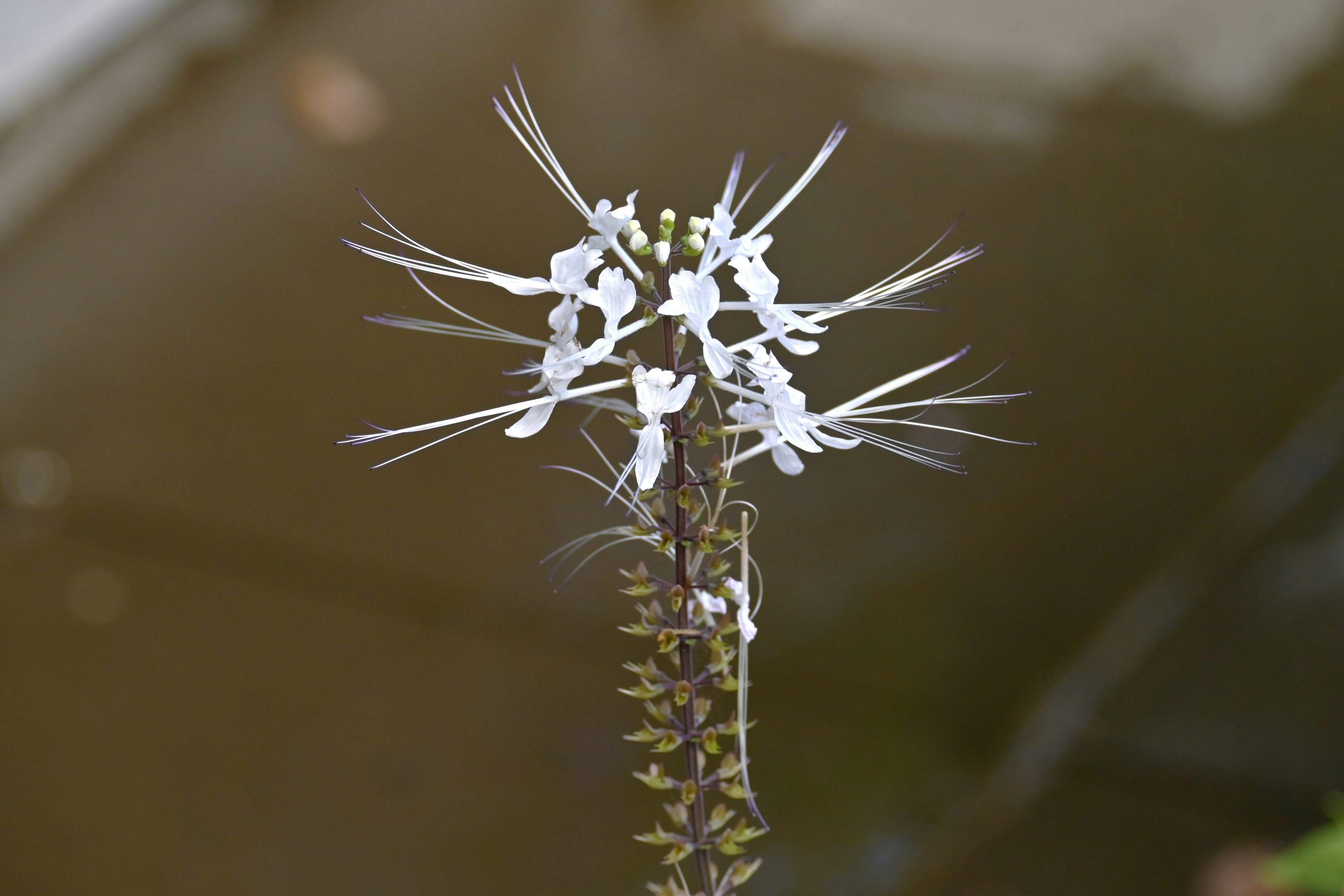 Acercamiento de una flor blanca que florece junto al agua con pétalos alargados y forma única