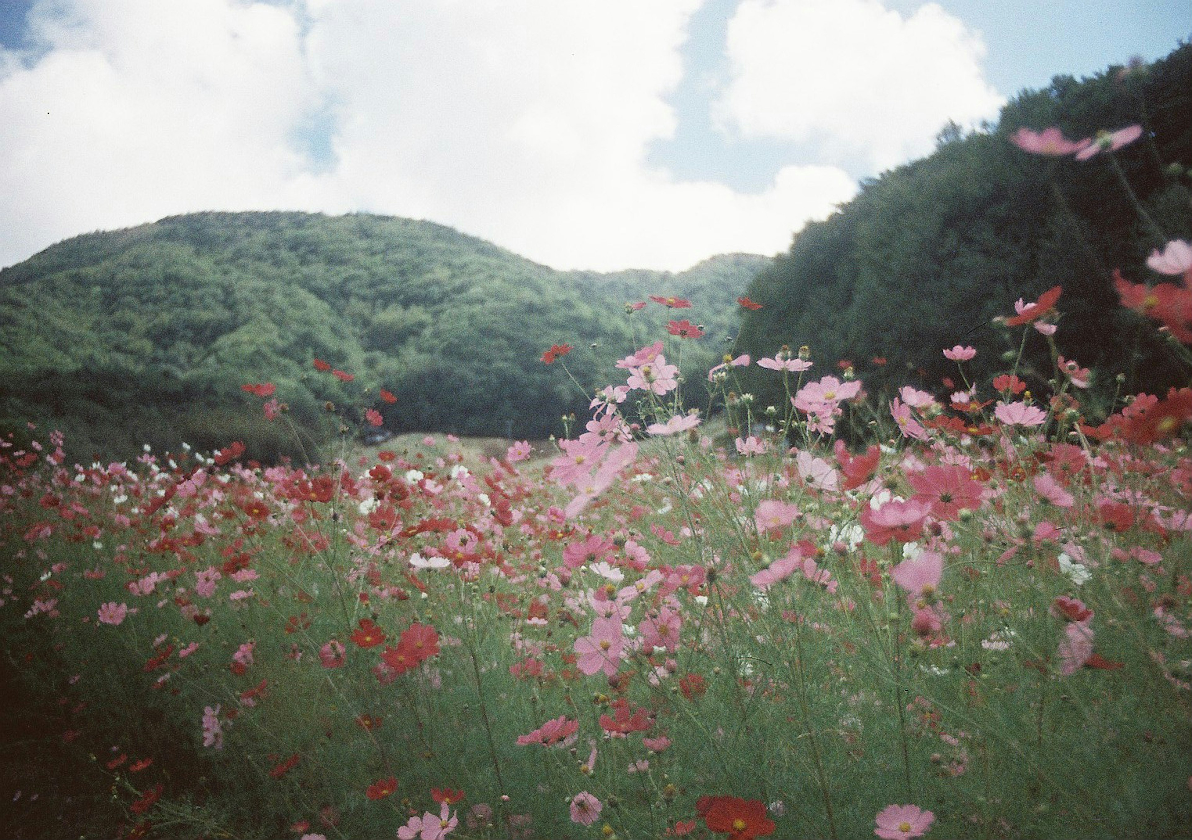 Bunte Blumen blühen auf einem Feld mit grünen Hügeln im Hintergrund