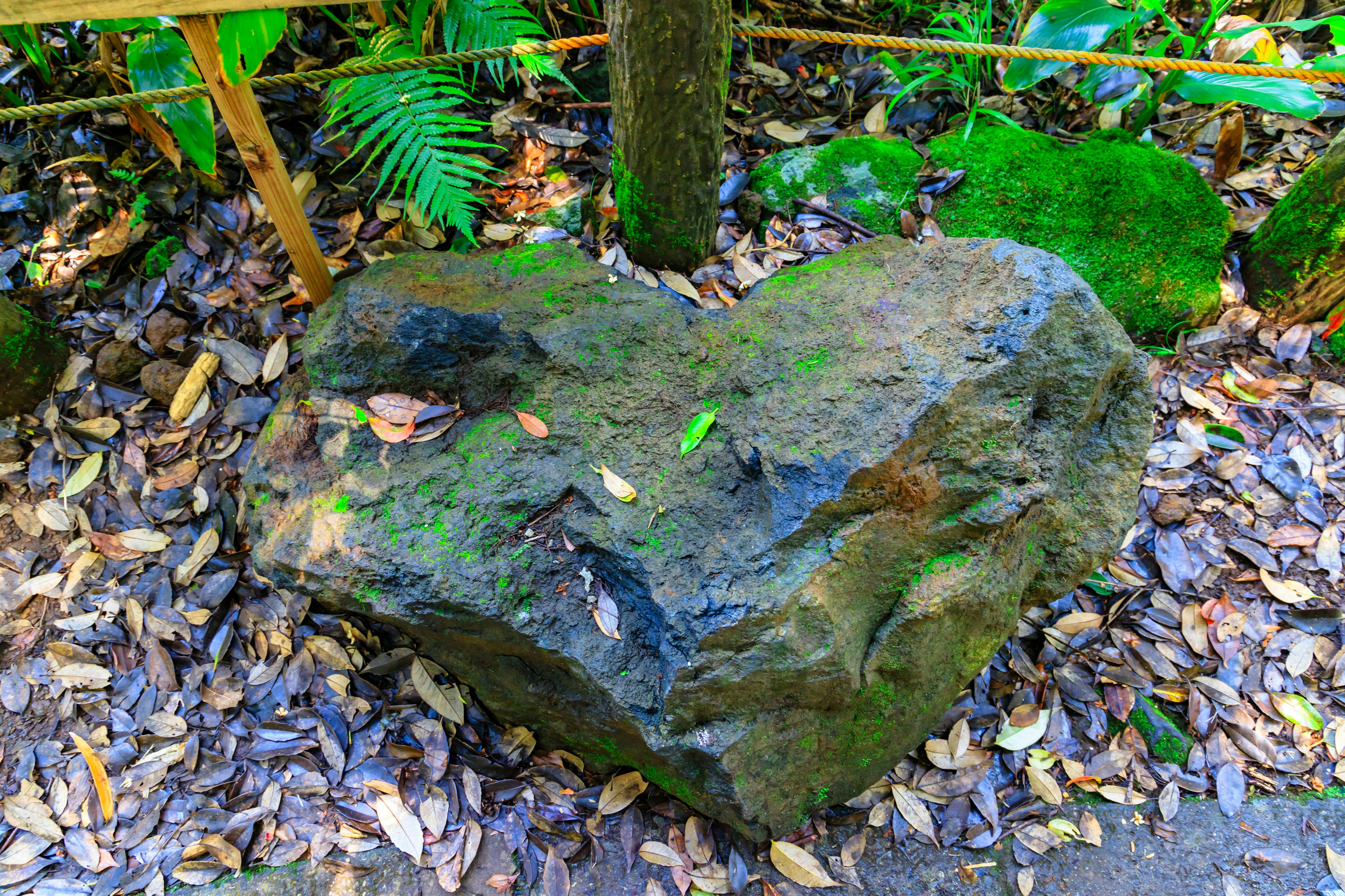 Herzförmiger Stein umgeben von grünen Blättern und gefallenen Blättern in einem Wald