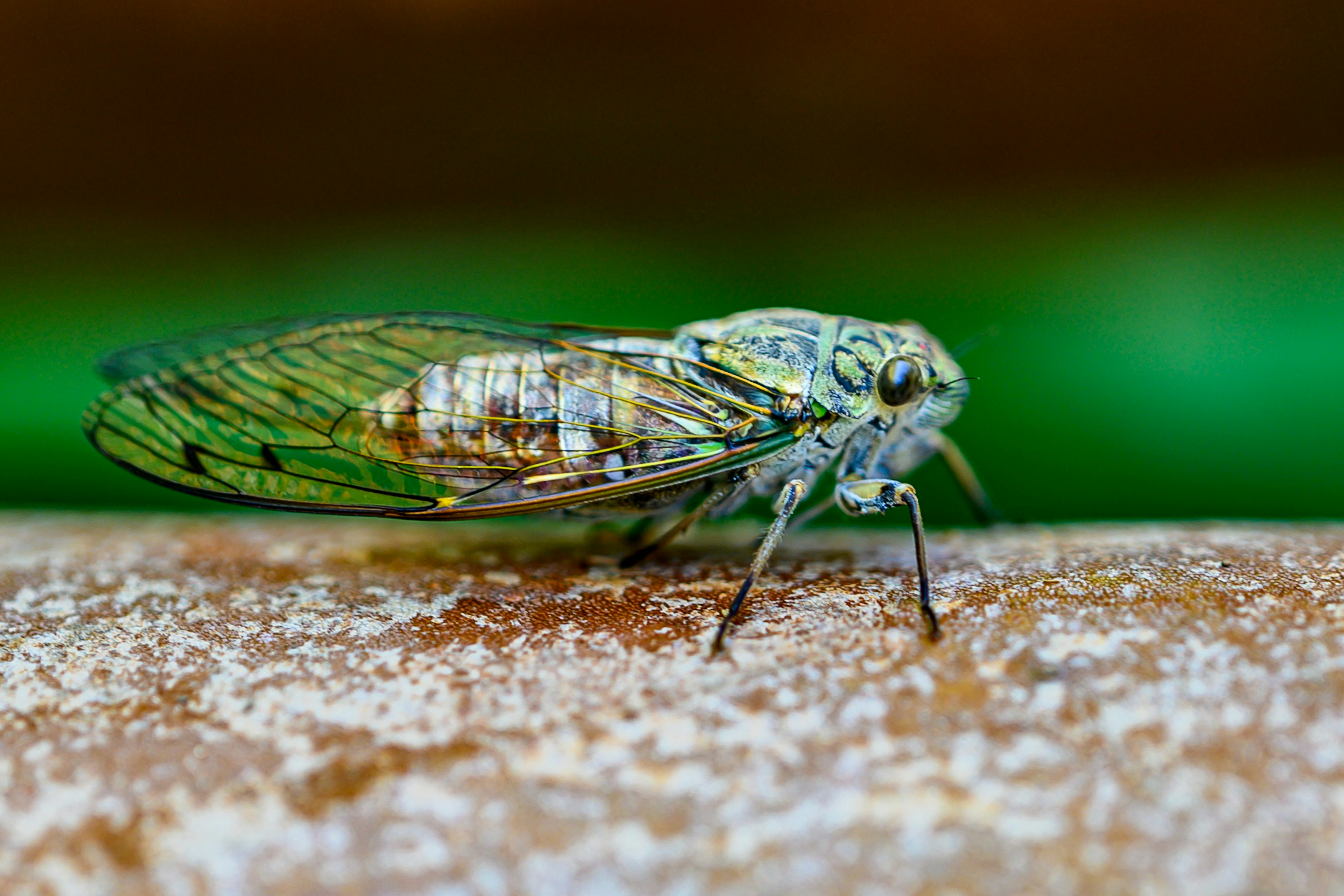 Cicada with transparent wings sitting on a wooden surface