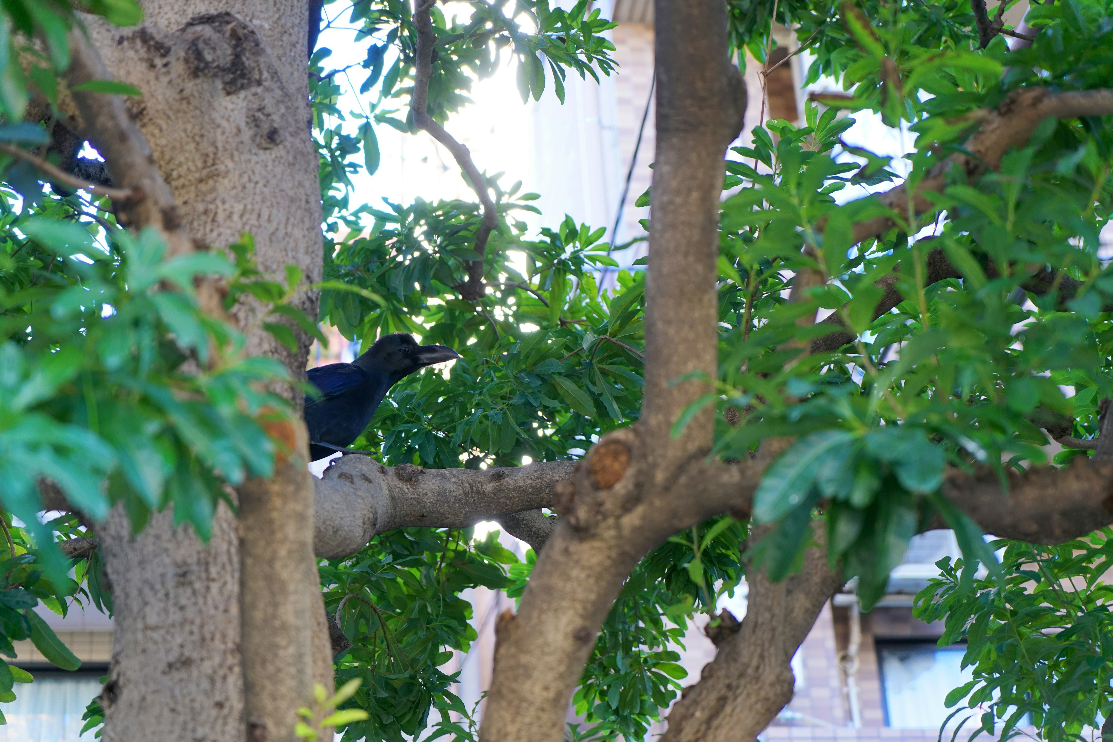 Ein schwarzer Vogel, der auf einem Ast sitzt, umgeben von grünen Blättern