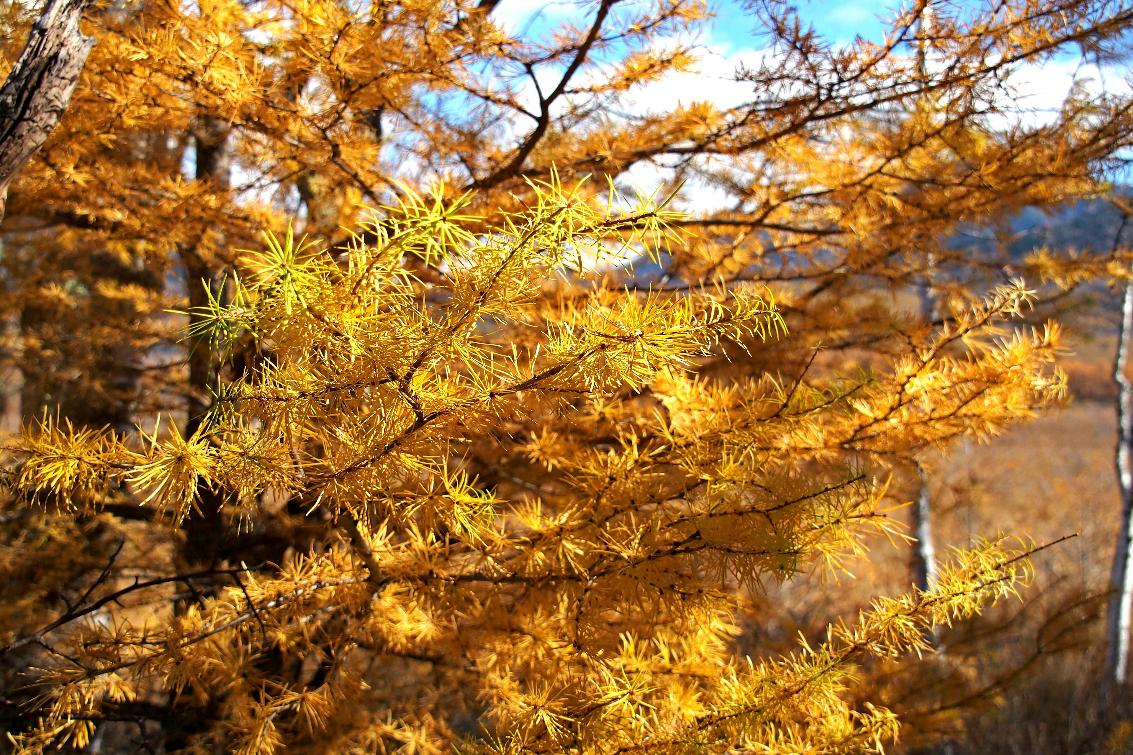 Primer plano de un árbol con hojas amarillas vibrantes