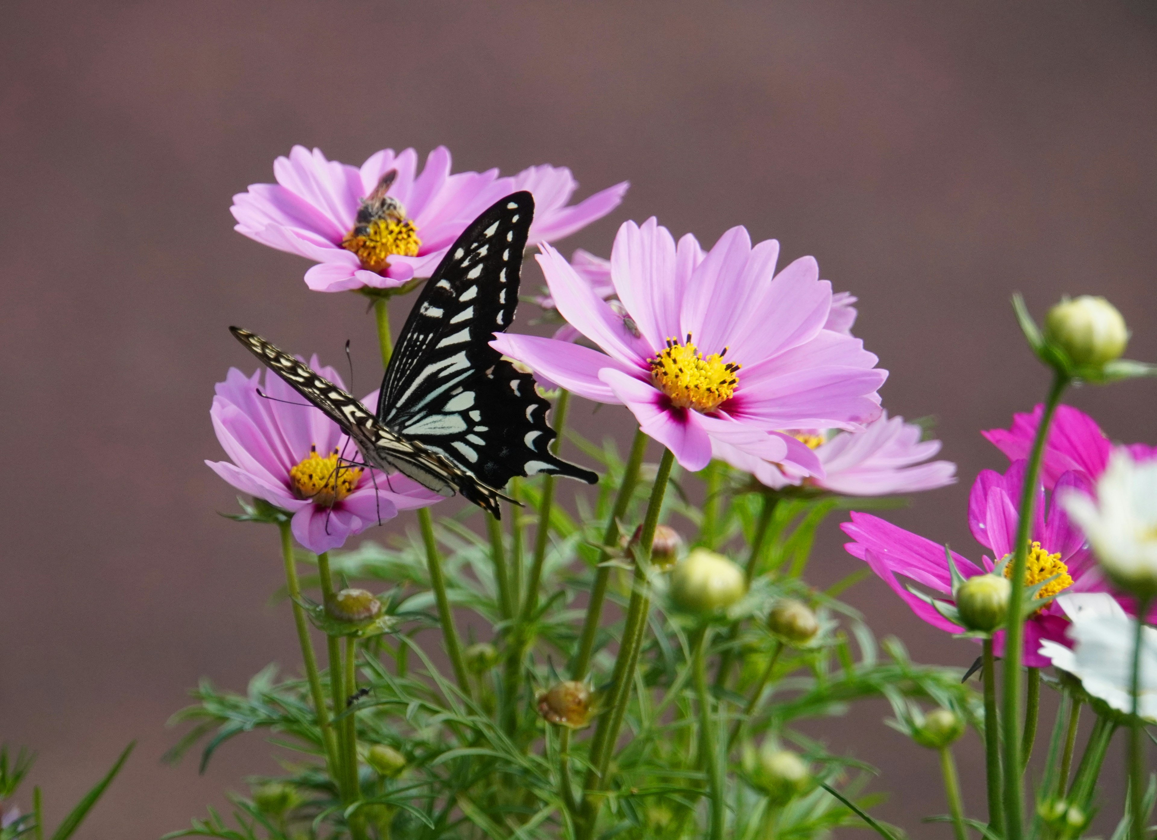 Ein schöner Schmetterling sitzt auf rosa Kosmosblüten