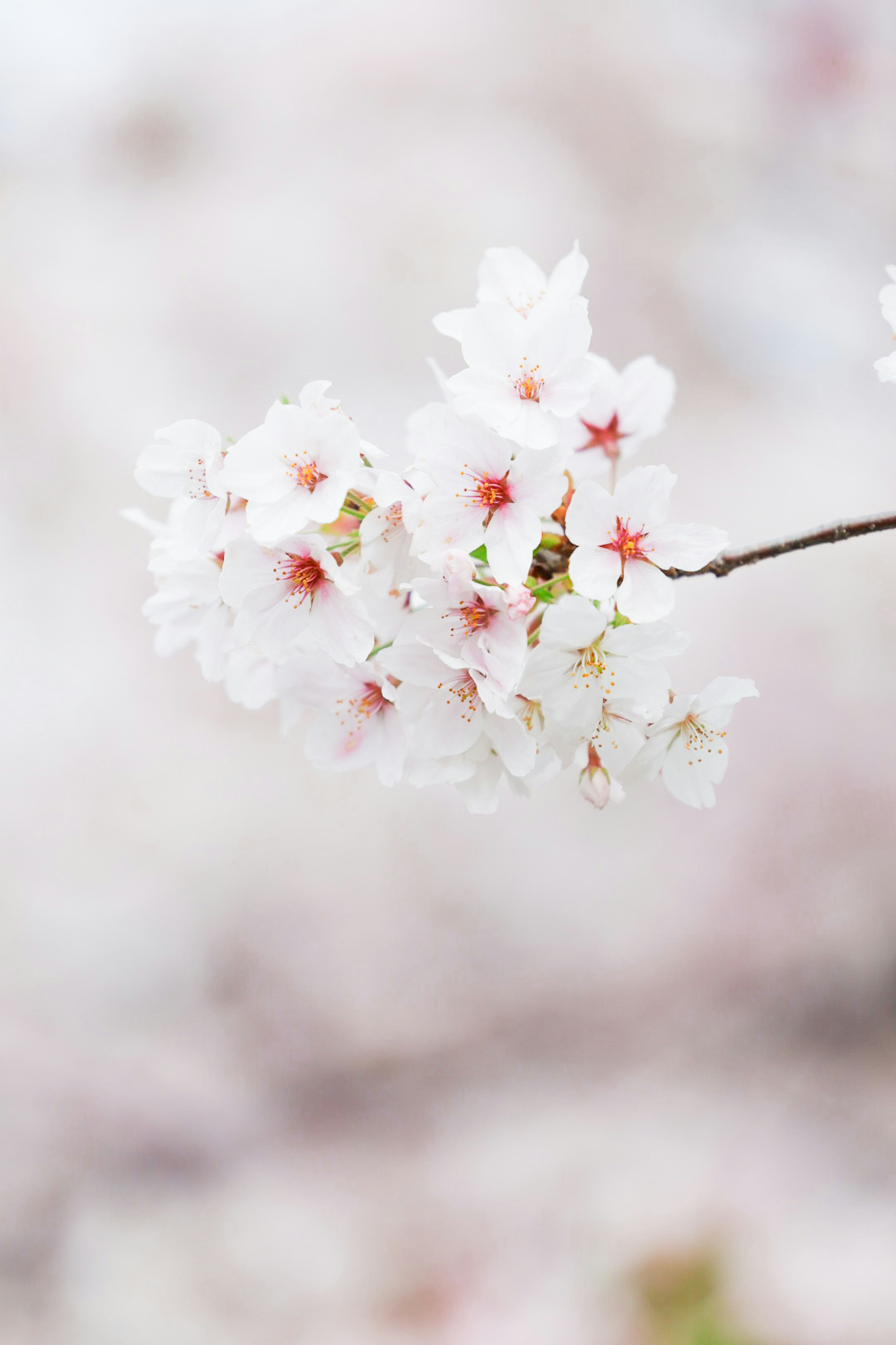 桜の花が咲いている薄い背景の画像