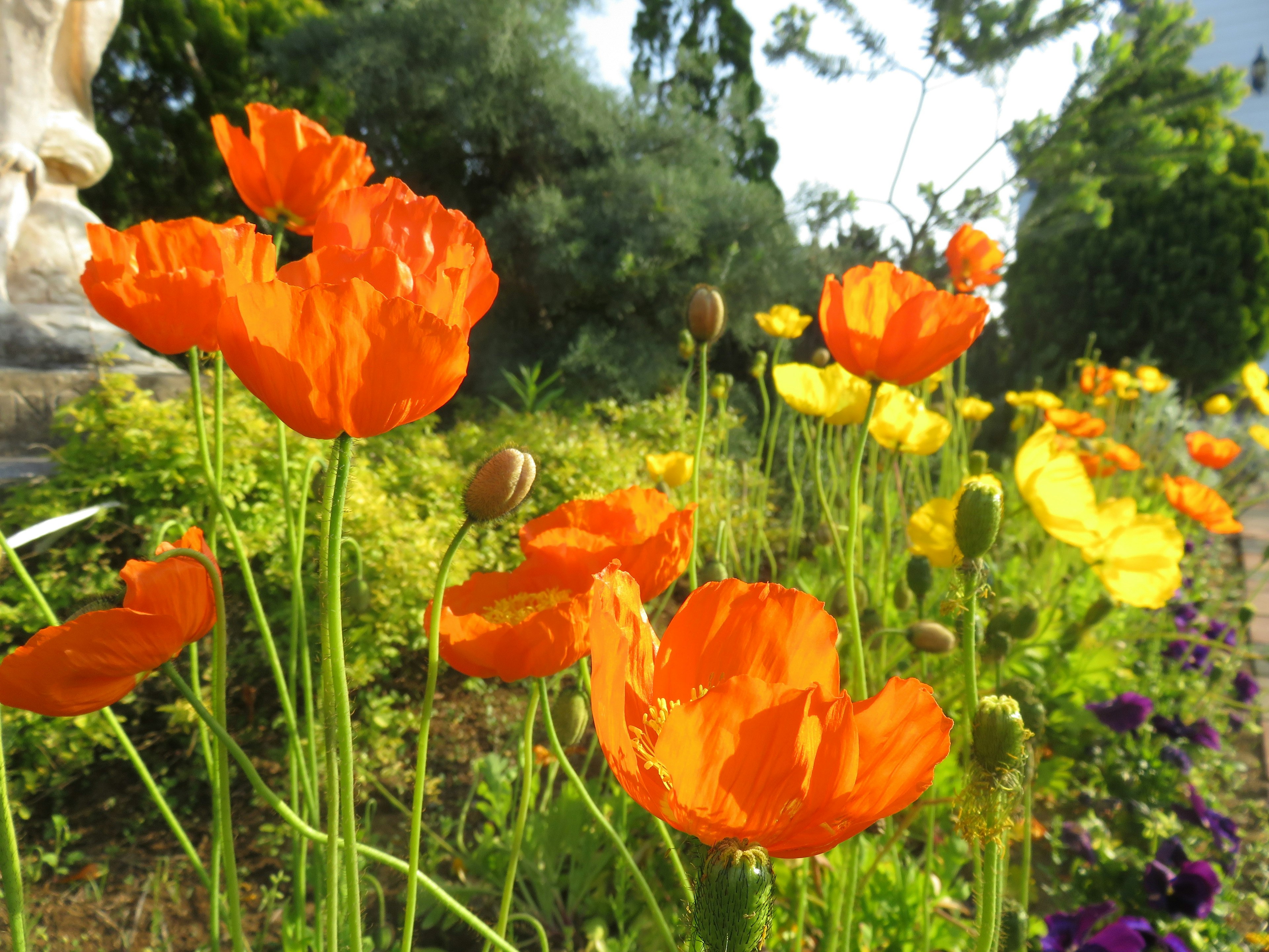 Pemandangan taman dengan bunga poppy oranye dan bunga kuning yang mekar