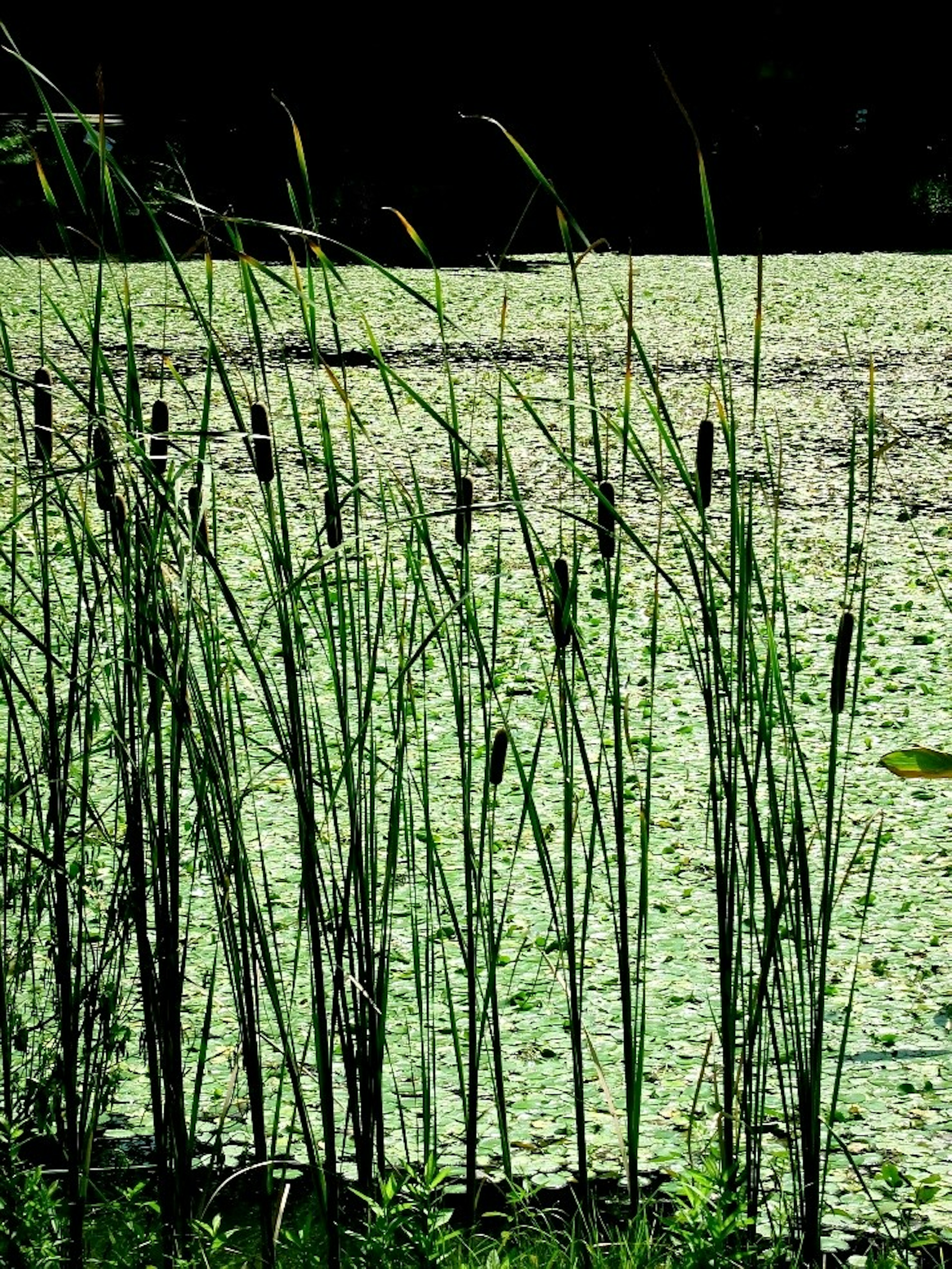 Altas cañas delgadas sobre una superficie de agua cubierta de algas verdes