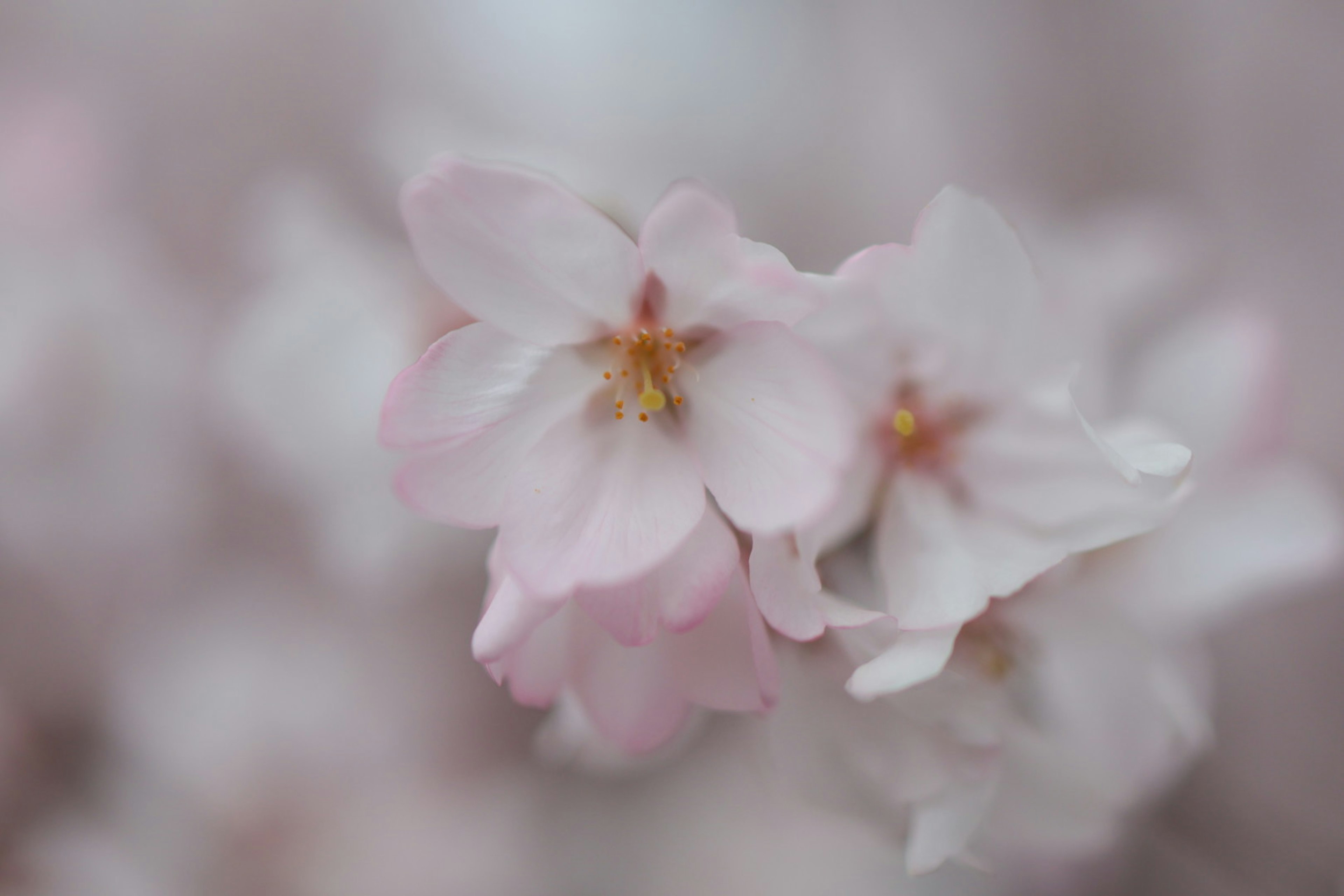 Sanfte rosa Kirschblüten mit verschwommenem Hintergrund