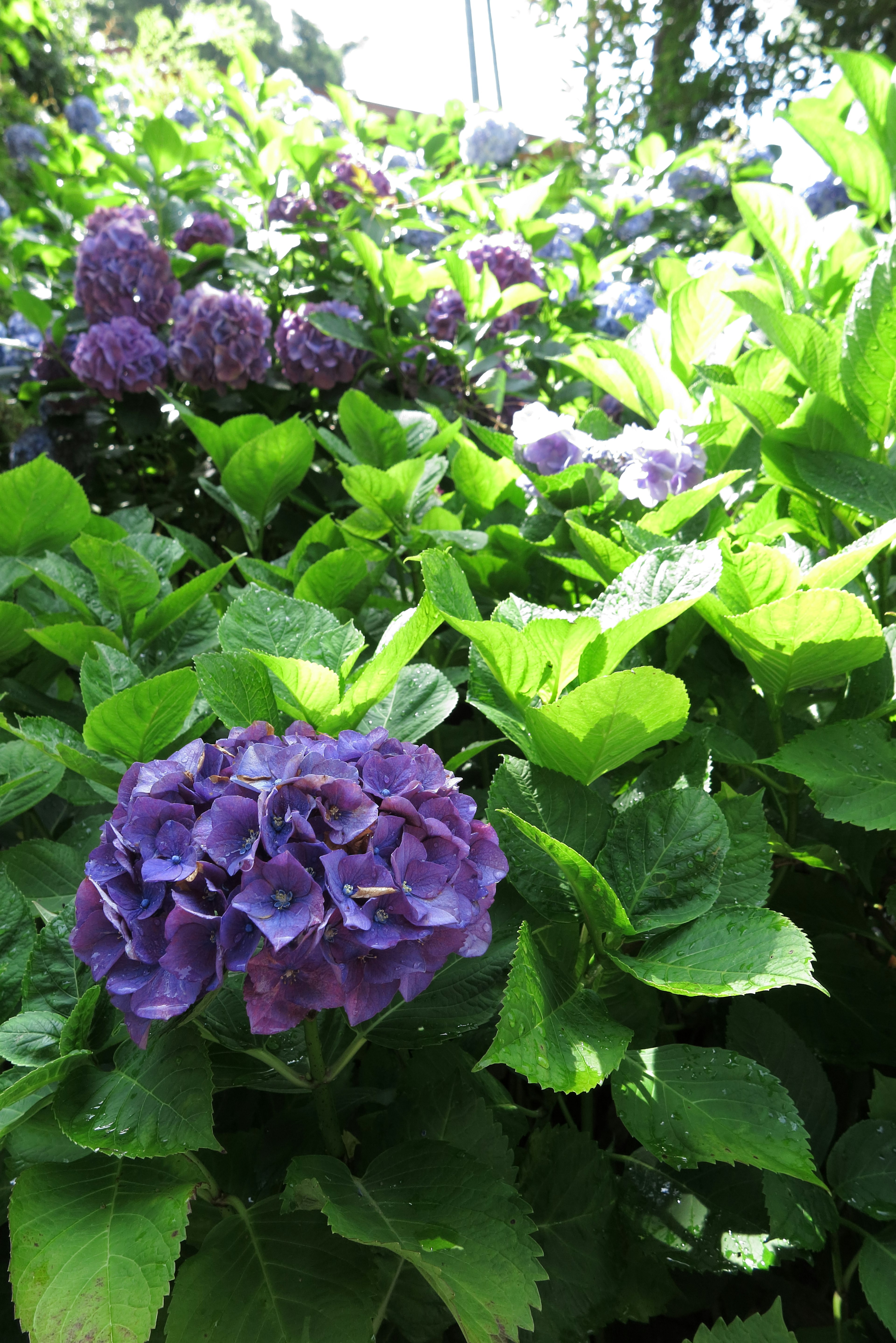 紫色のアジサイの花と緑の葉が広がる庭の風景