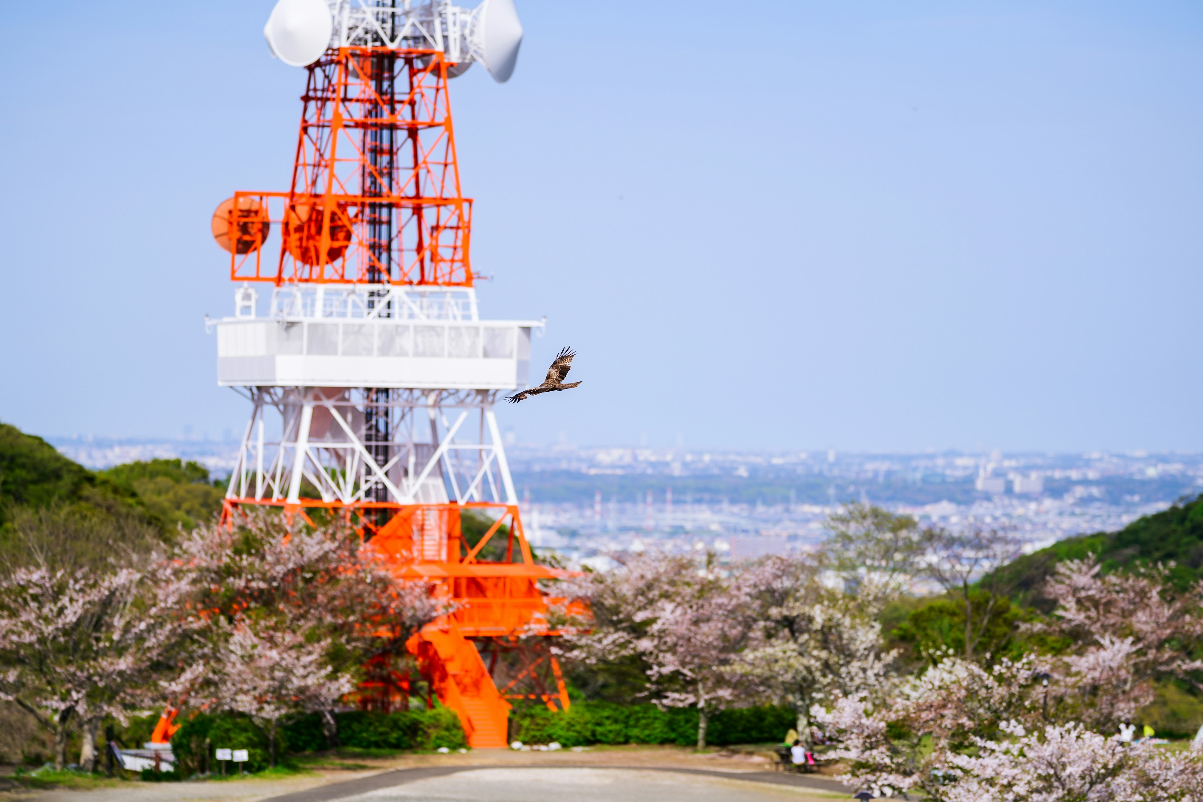 桜の木とオレンジ色の通信塔がある風景