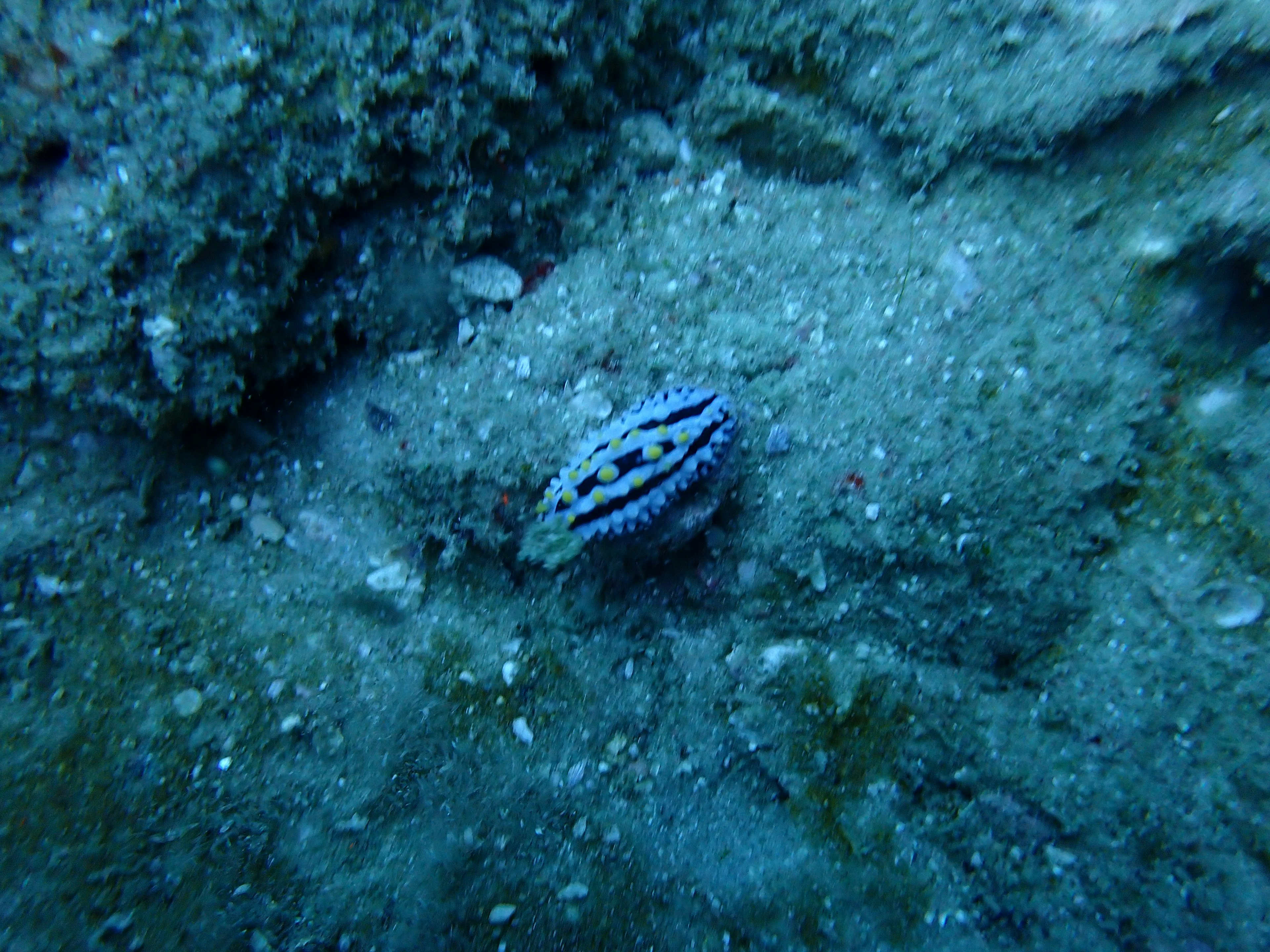 A small shell-like creature on the blue ocean floor