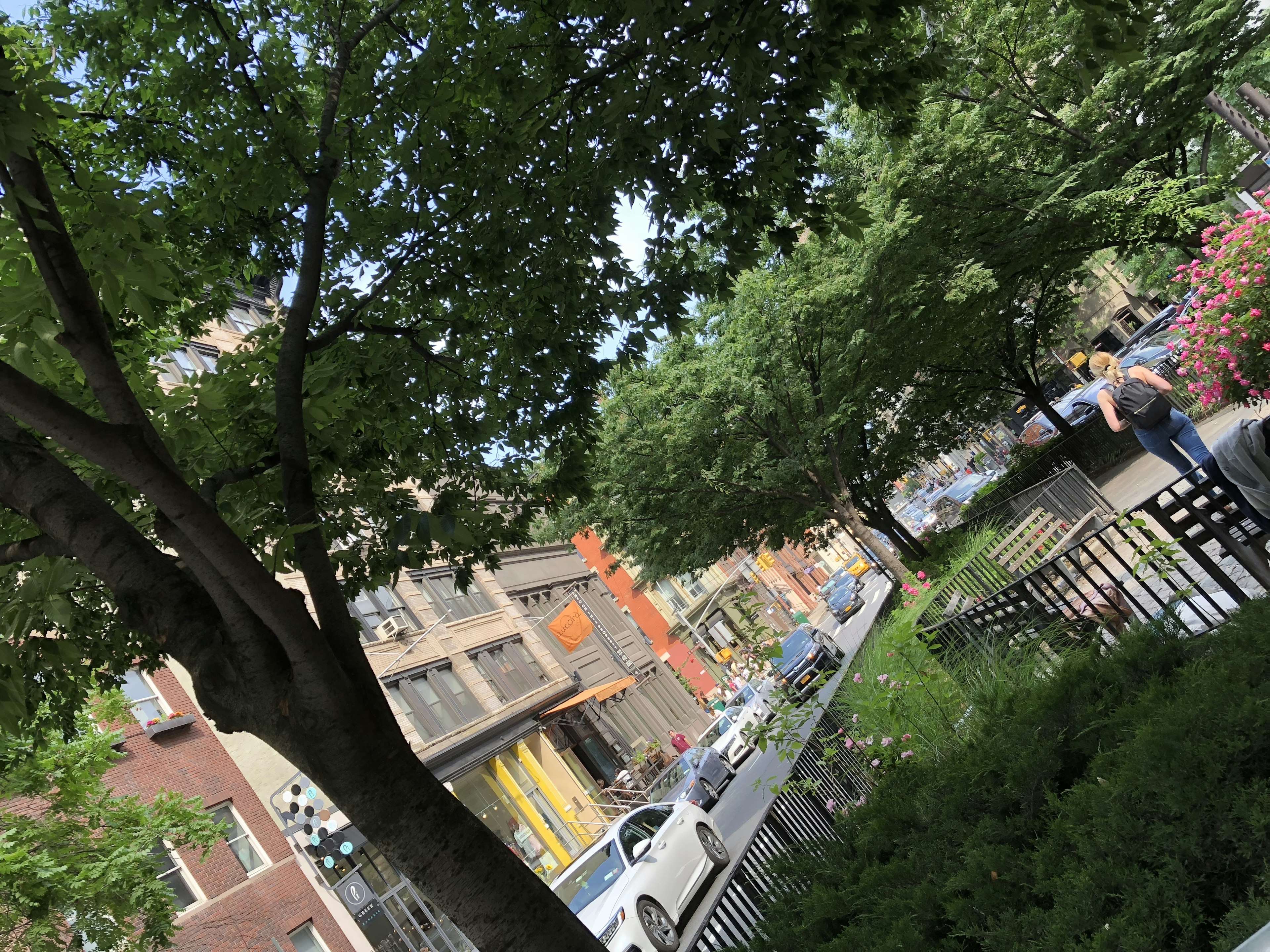 Vista di strada con alberi verdi lussureggianti e edifici della città