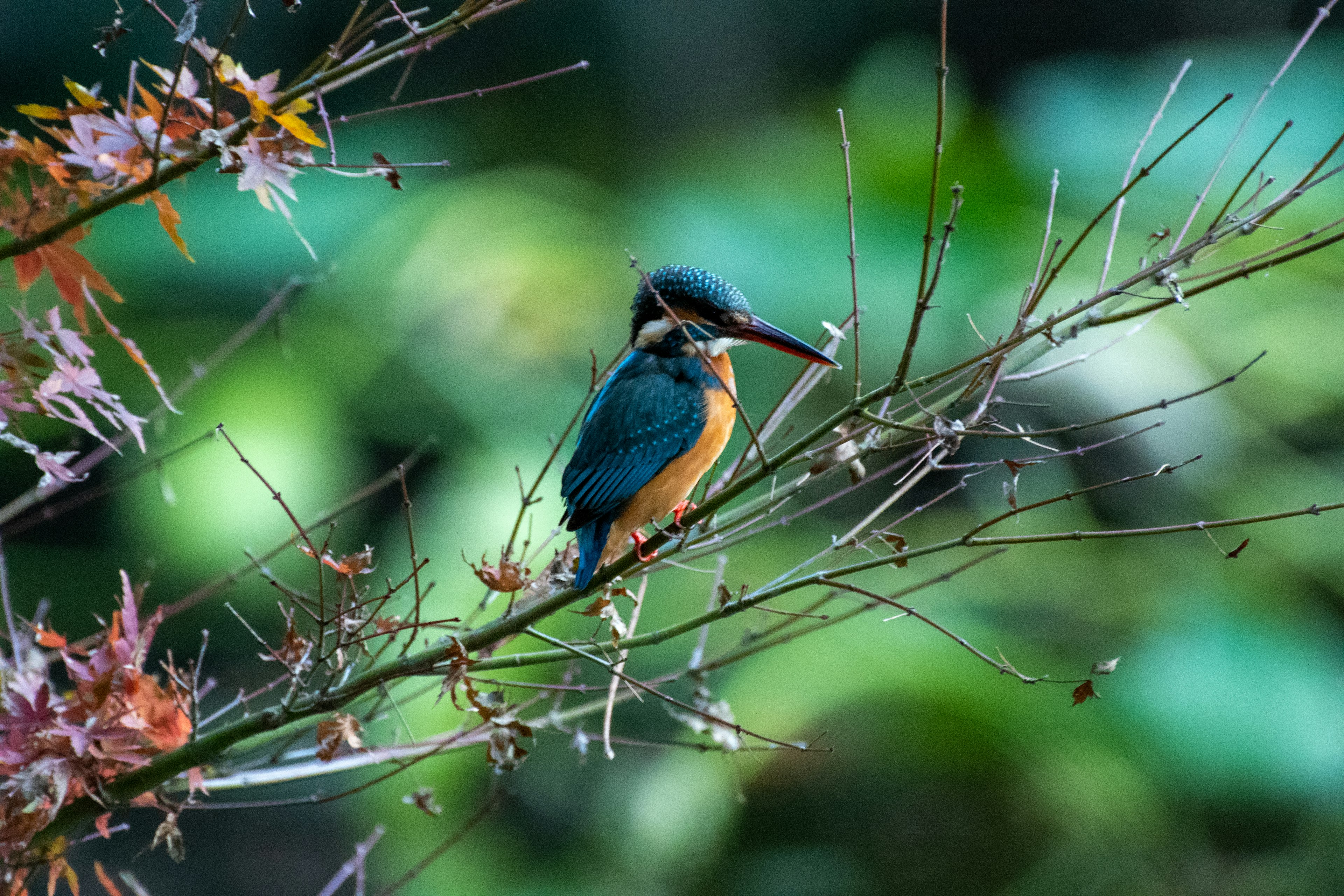 Seekor burung raja udang dengan bulu biru dan perut oranye bertengger di cabang