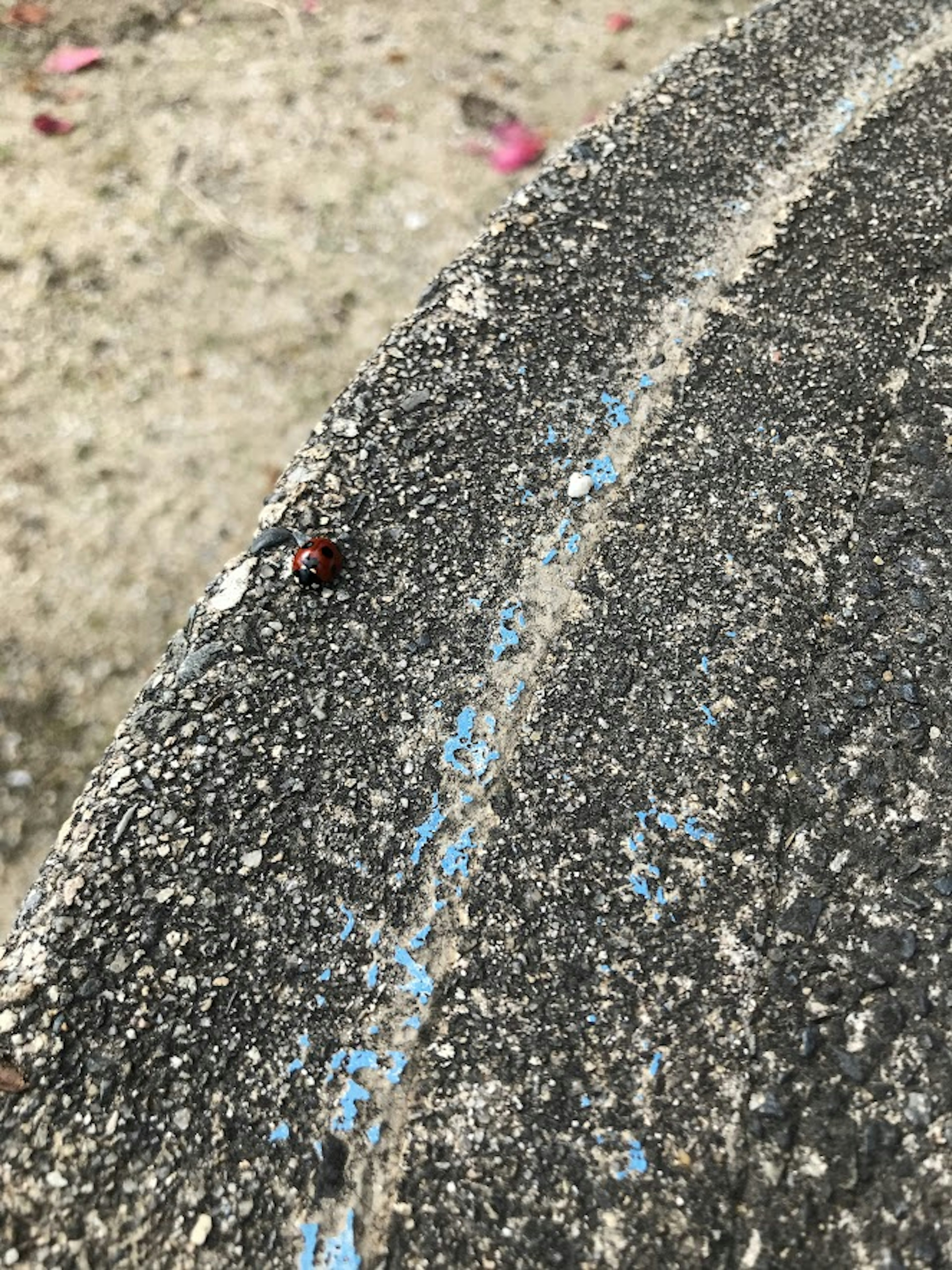 Nahaufnahme einer Betonkante mit blauen Markierungen und einem kleinen Insekt