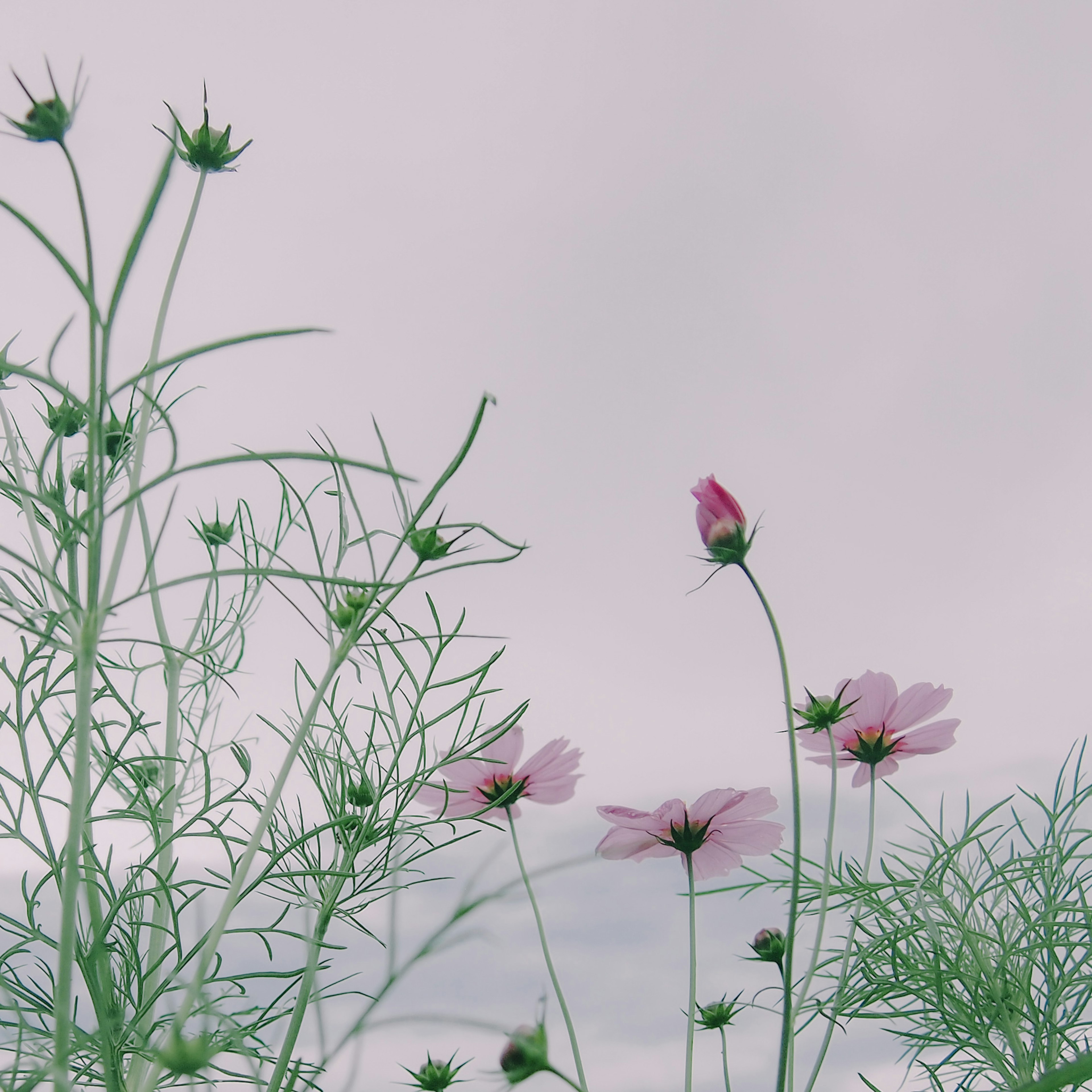 Delicate pink flowers with slender green stems against a soft gray background