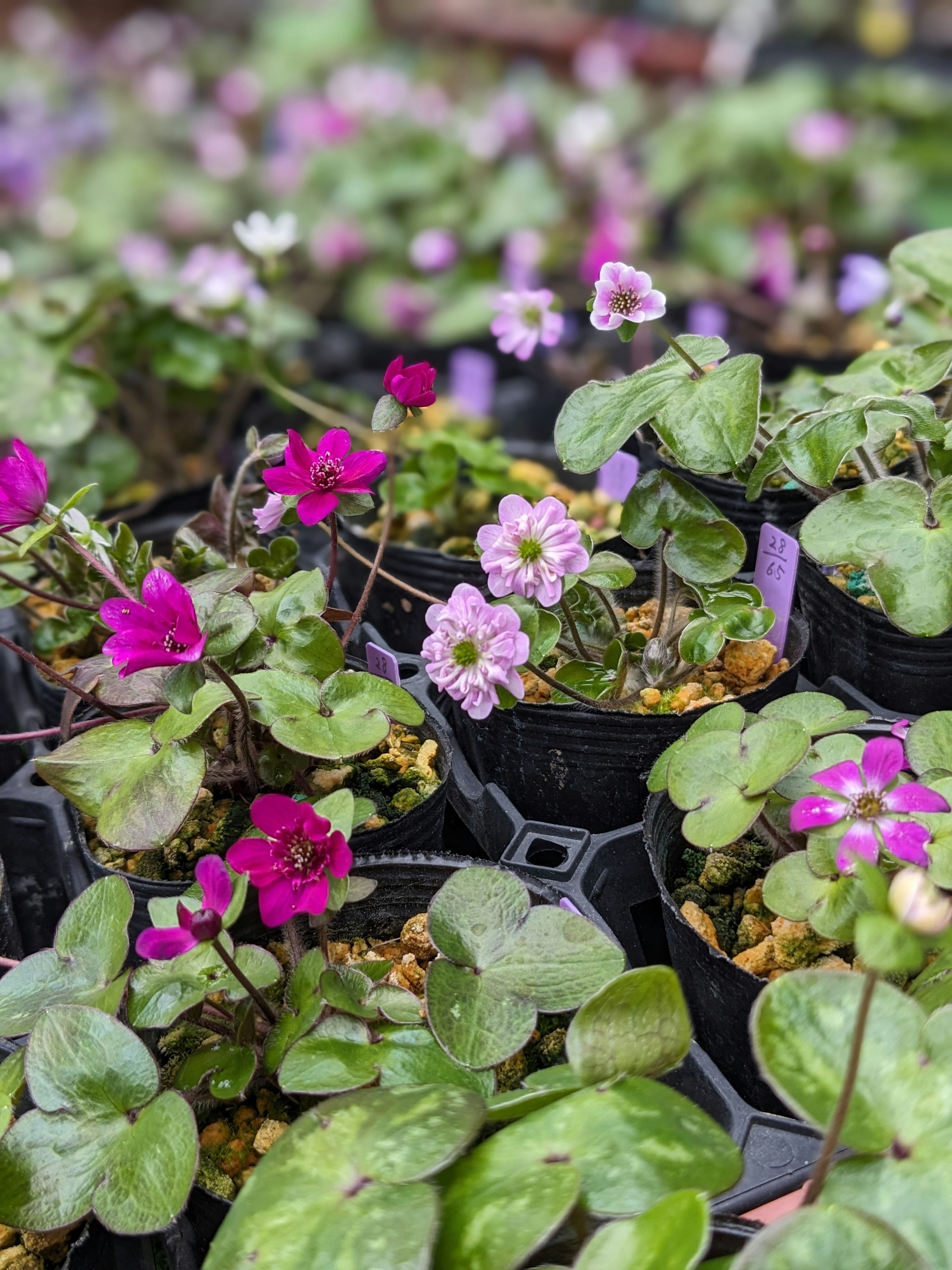 Plantas en macetas con flores rosas y moradas vibrantes organizadas juntas