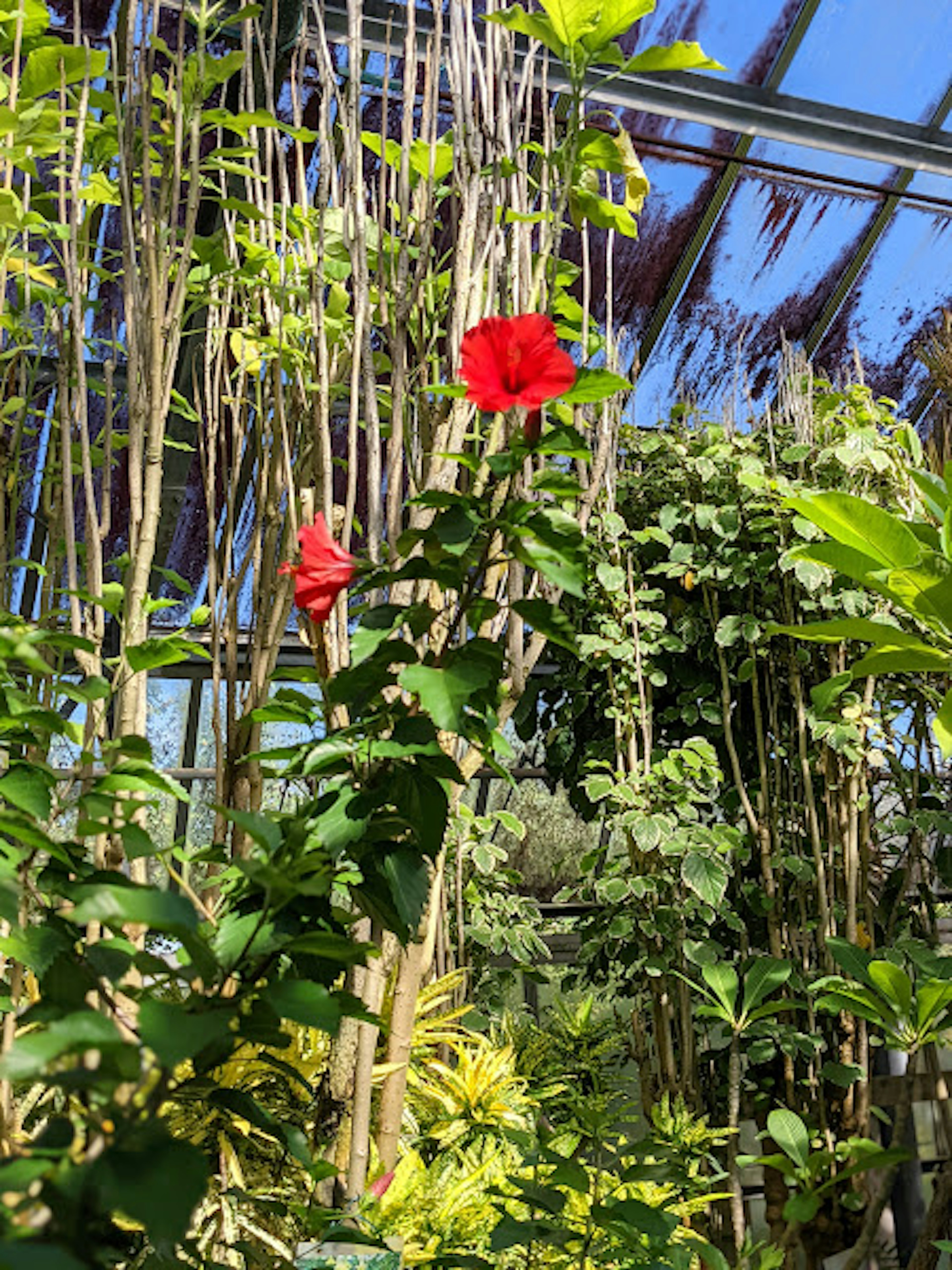 Intérieur d'une serre avec des fleurs rouges vives et des plantes vertes luxuriantes