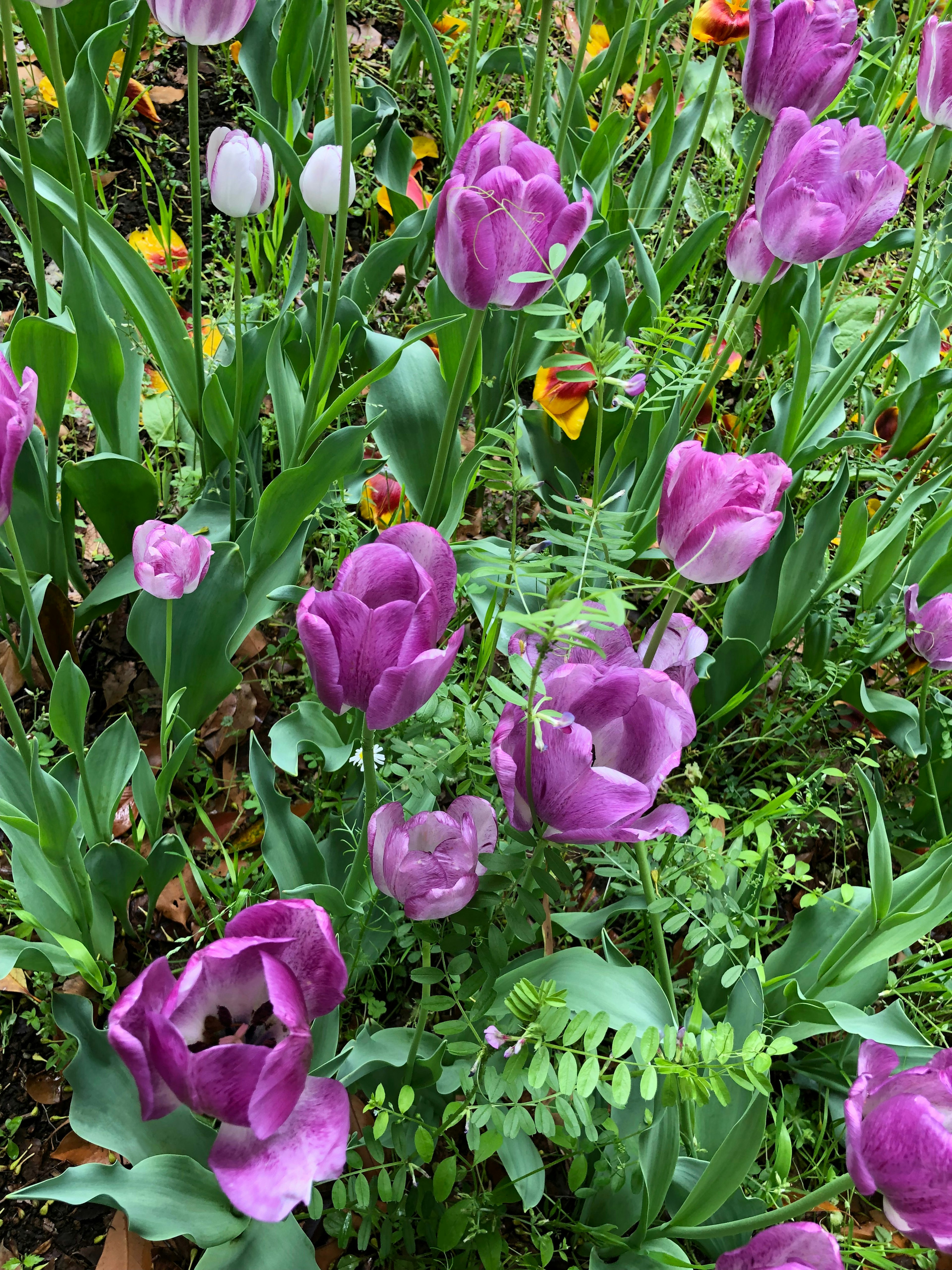 Feld mit blühenden lila Tulpen umgeben von grünem Laub