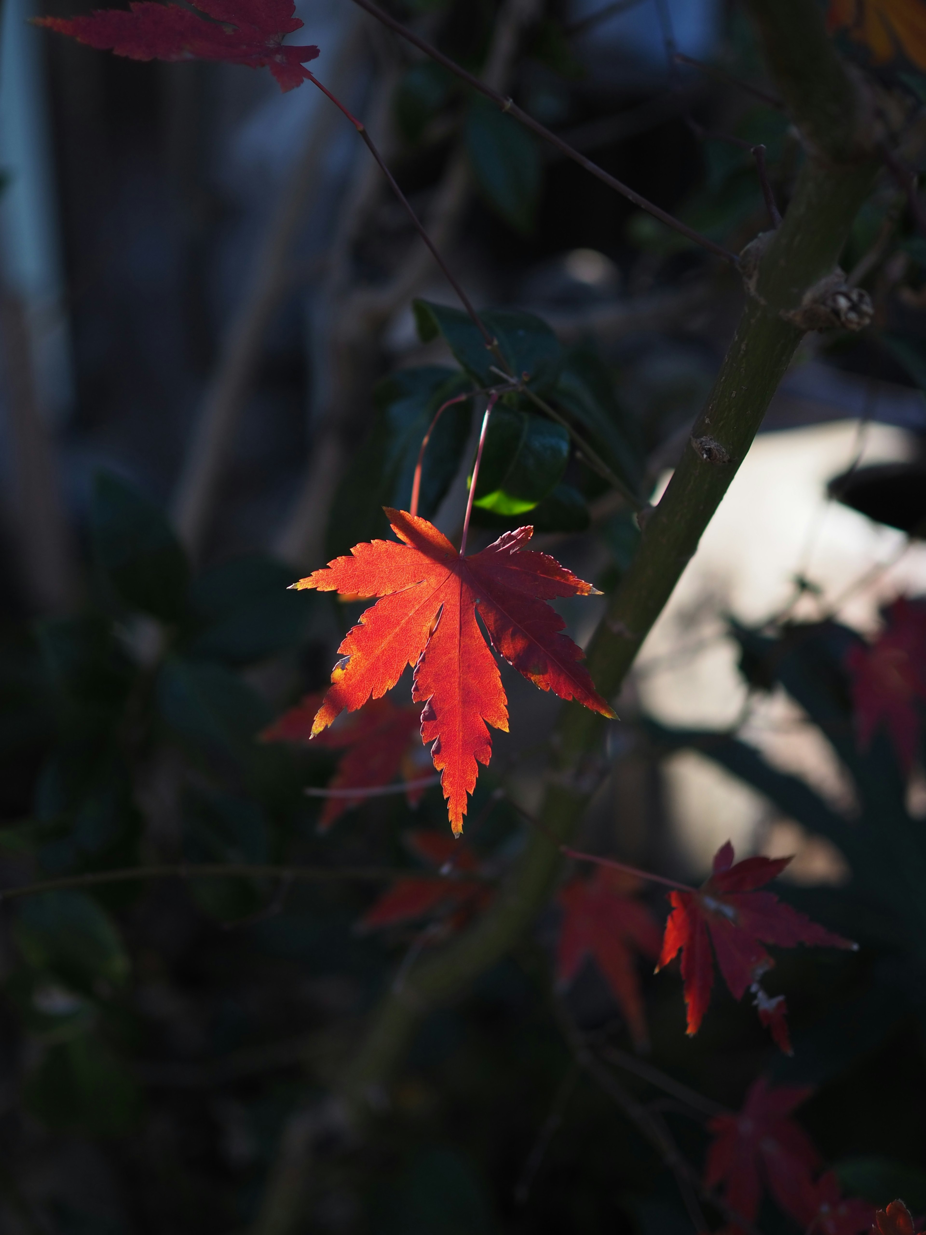 Vibrant red maple leaf stands out against a dark background