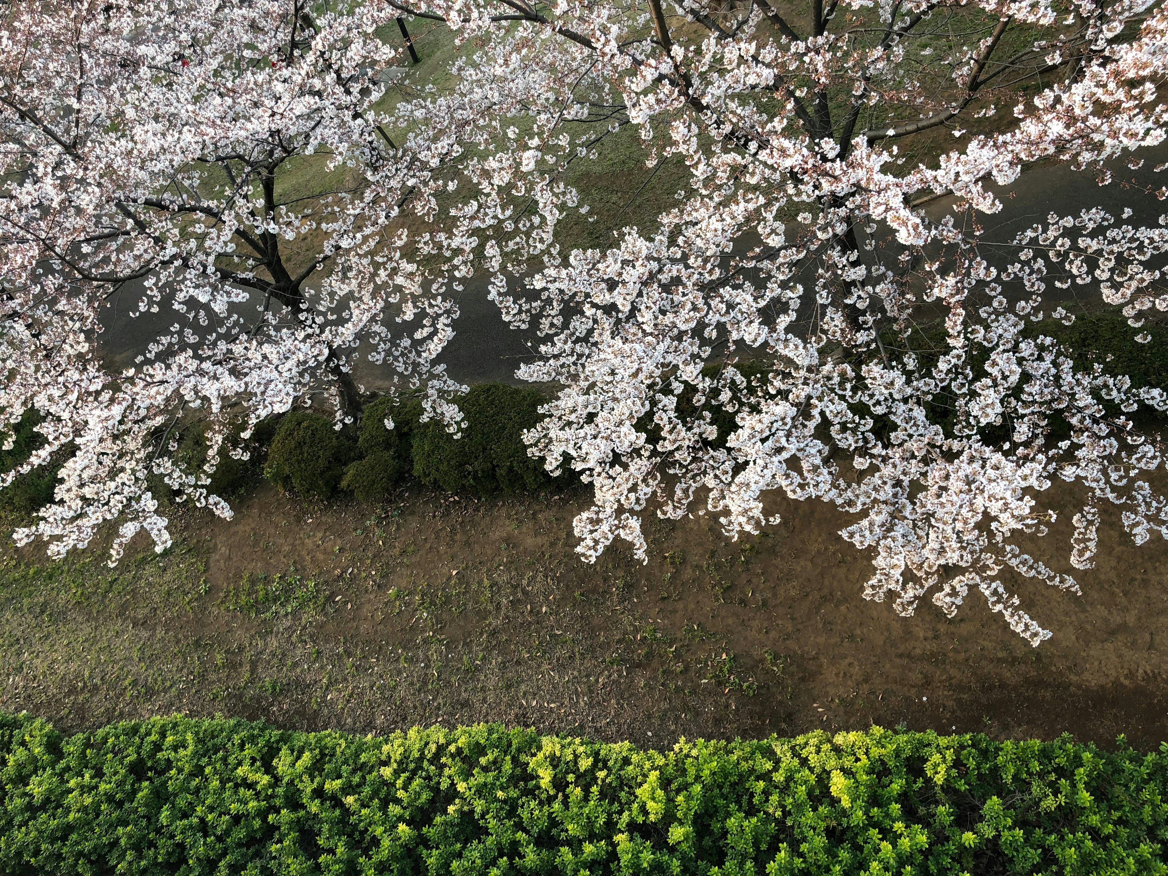 白い桜の花が咲いている枝と緑の低い生け垣の風景