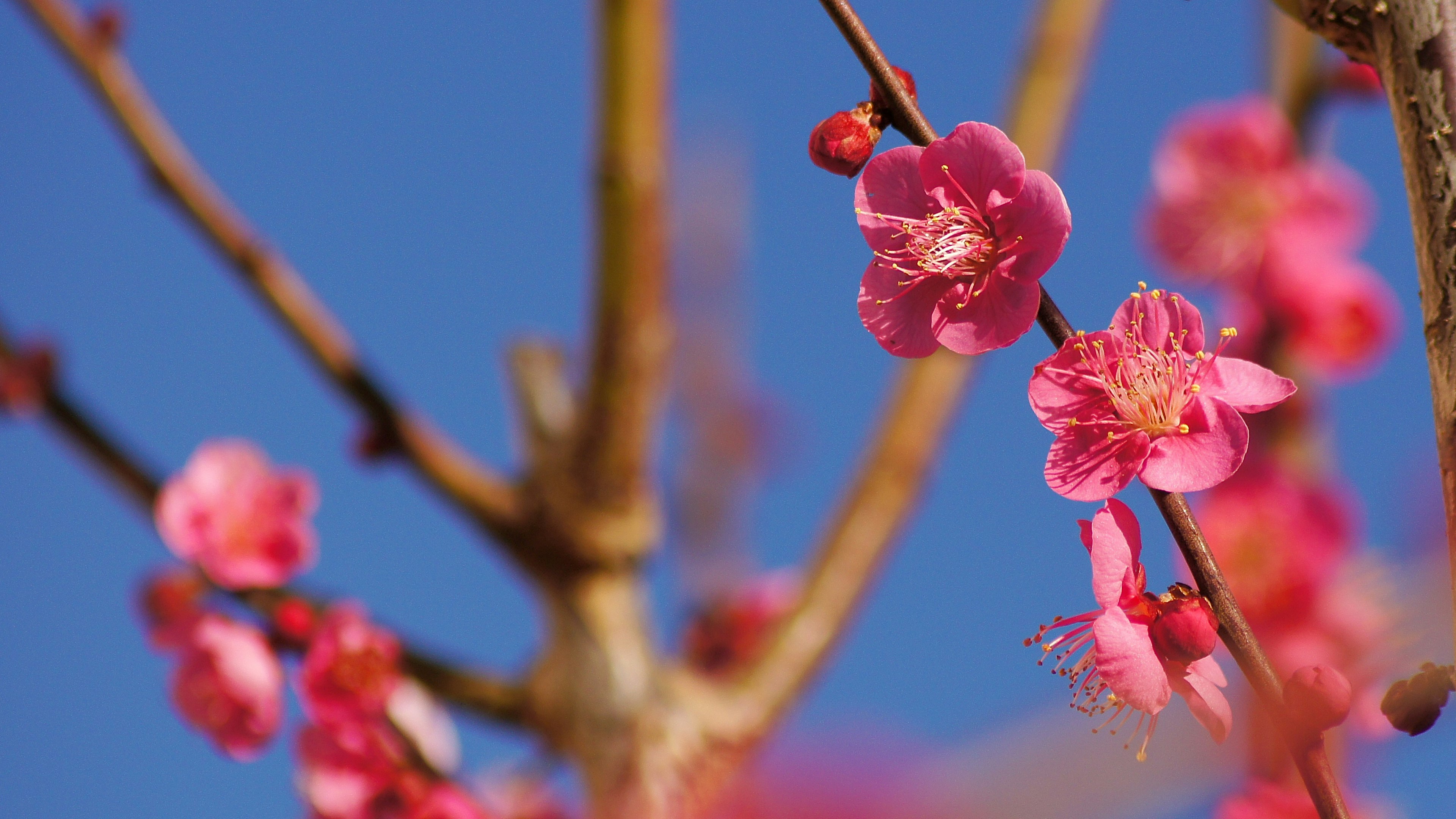 Close-up bunga plum pink di latar belakang langit biru