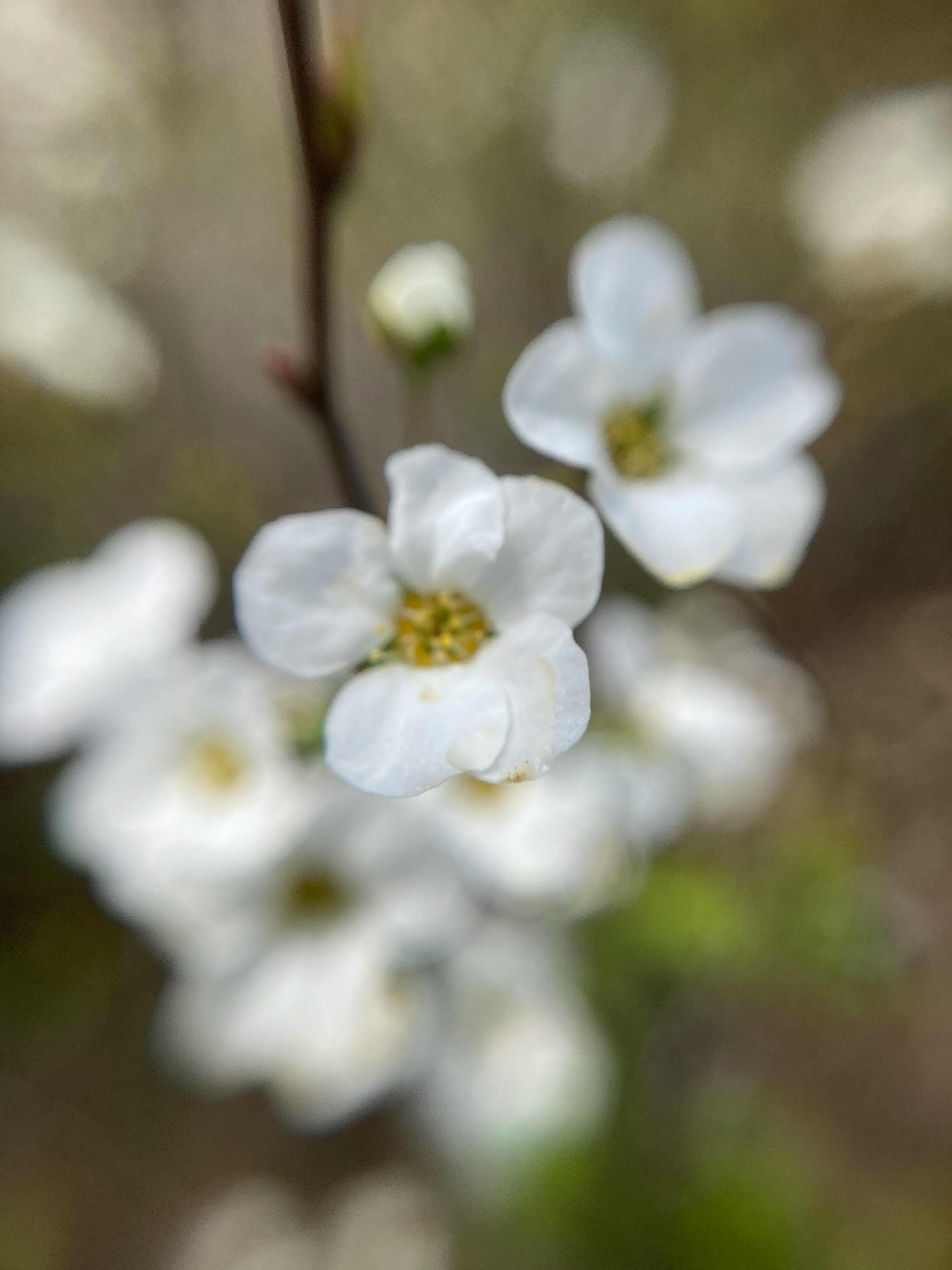 Gros plan de fleurs blanches avec un arrière-plan flou