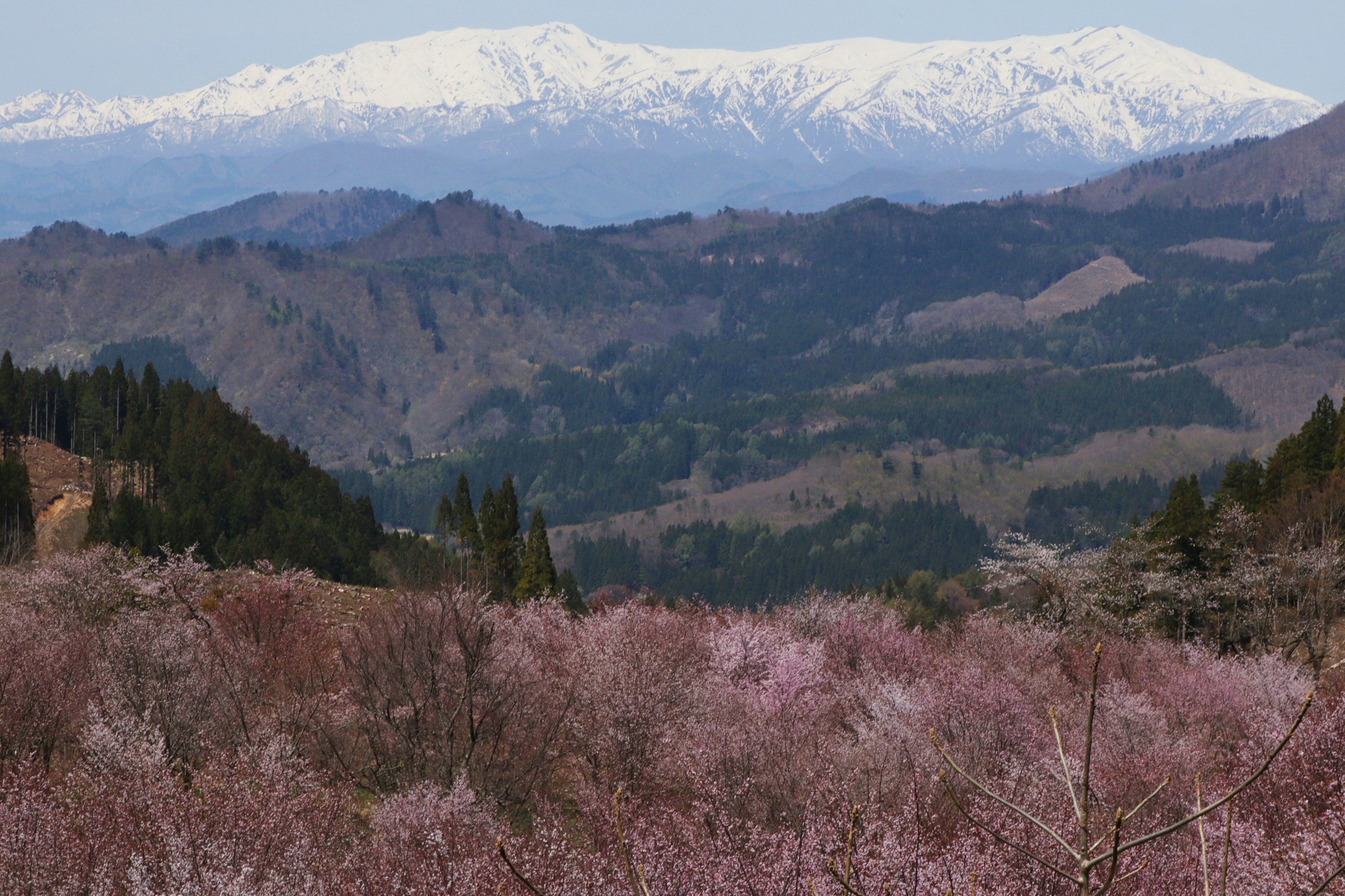 Vista escénica de montañas cubiertas de nieve con cerezos en flor