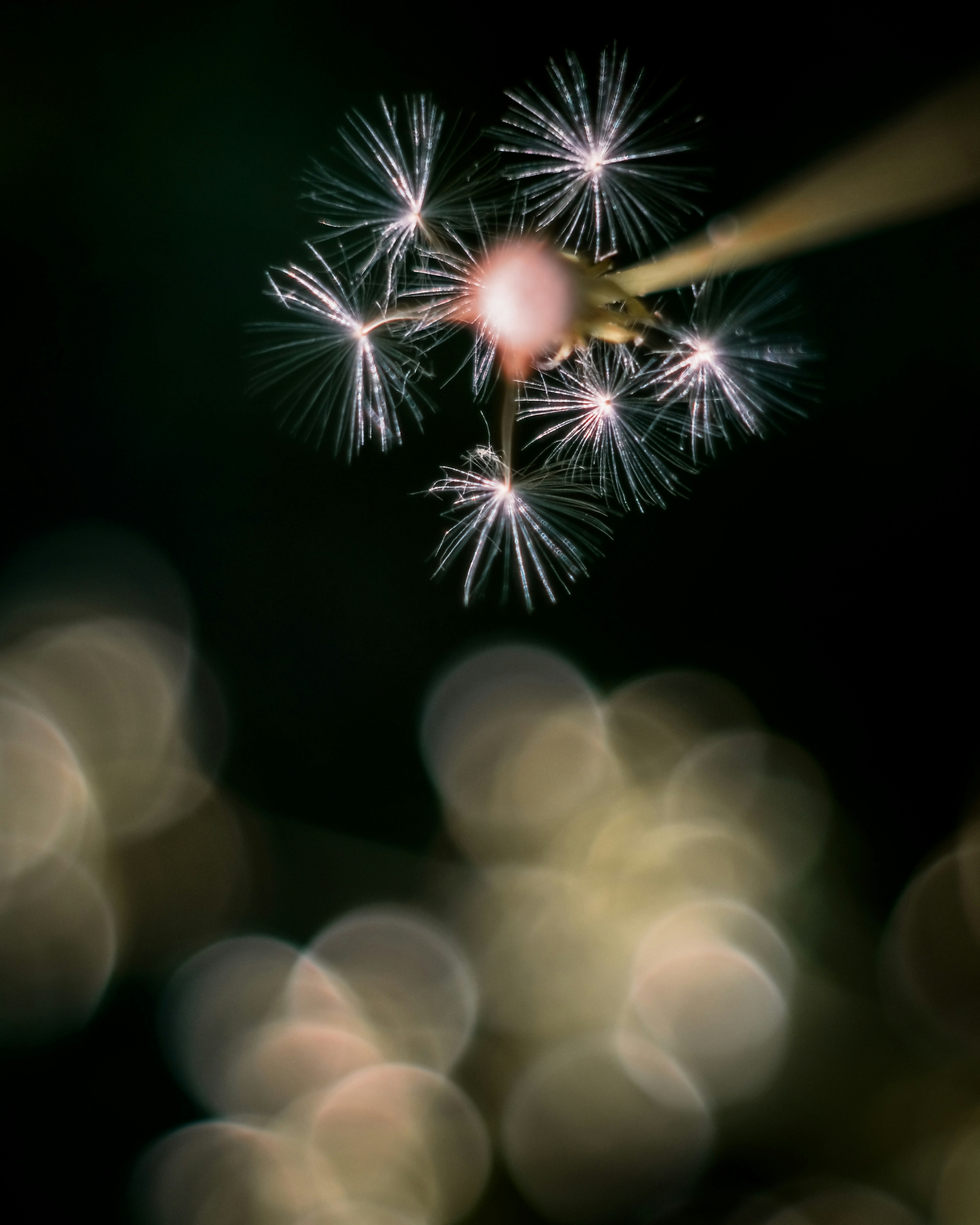 Pissenlit scintillant comme des feux d'artifice sur un fond lumineux flou