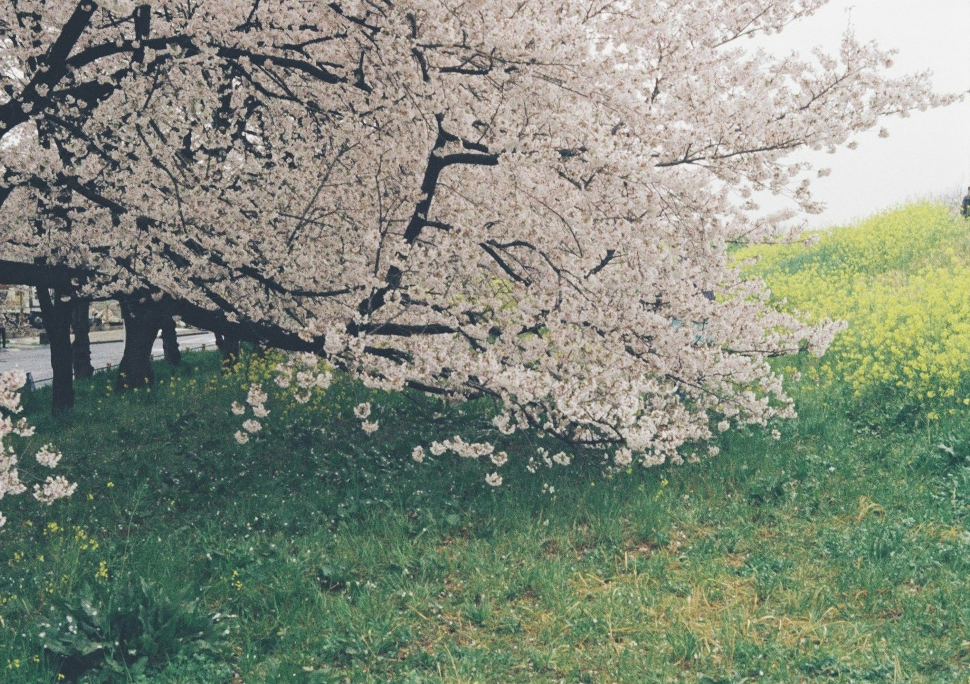 Arbre de cerisier en fleurs avec de l'herbe verte et des fleurs roses pâles