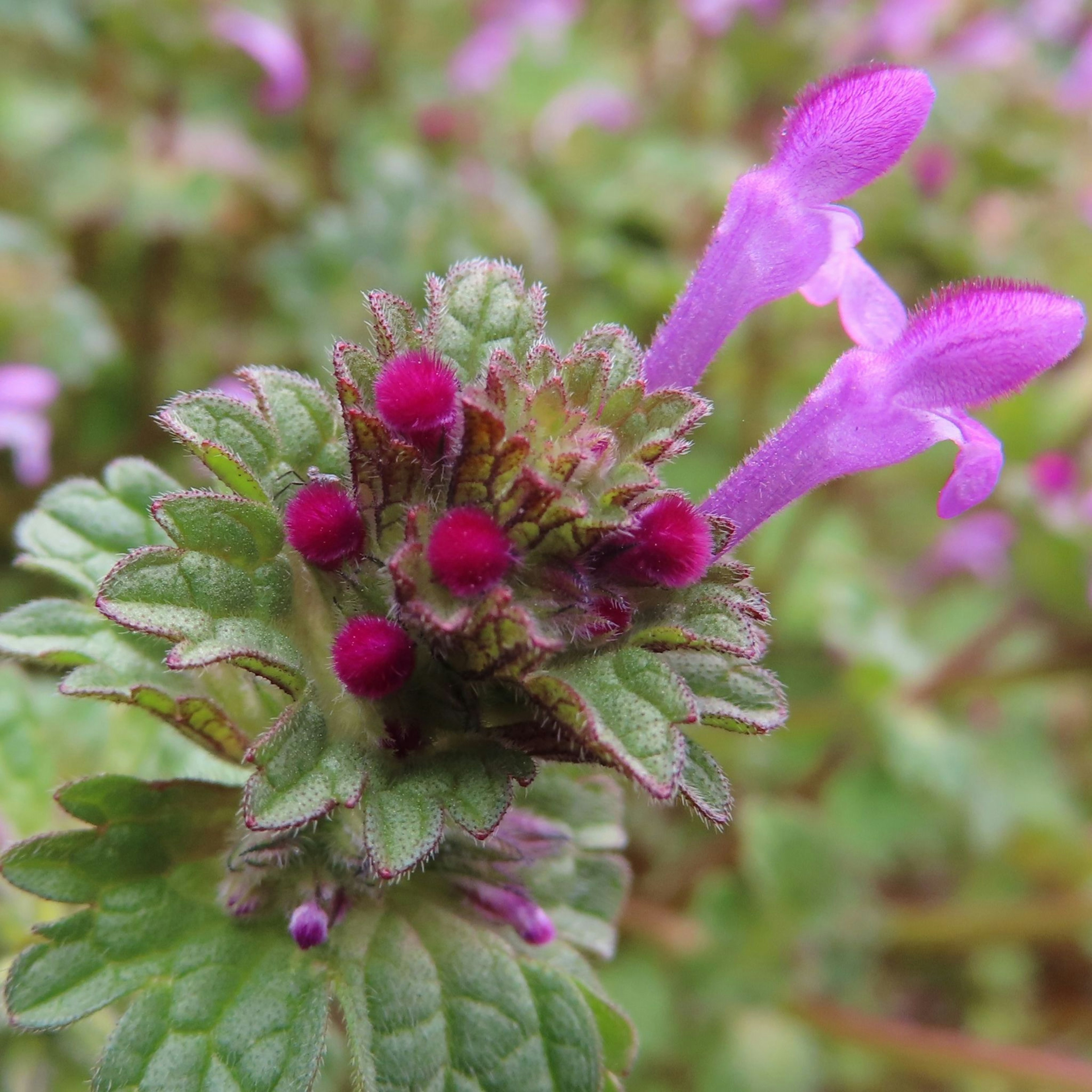 Primer plano de una planta con flores moradas y hojas verdes