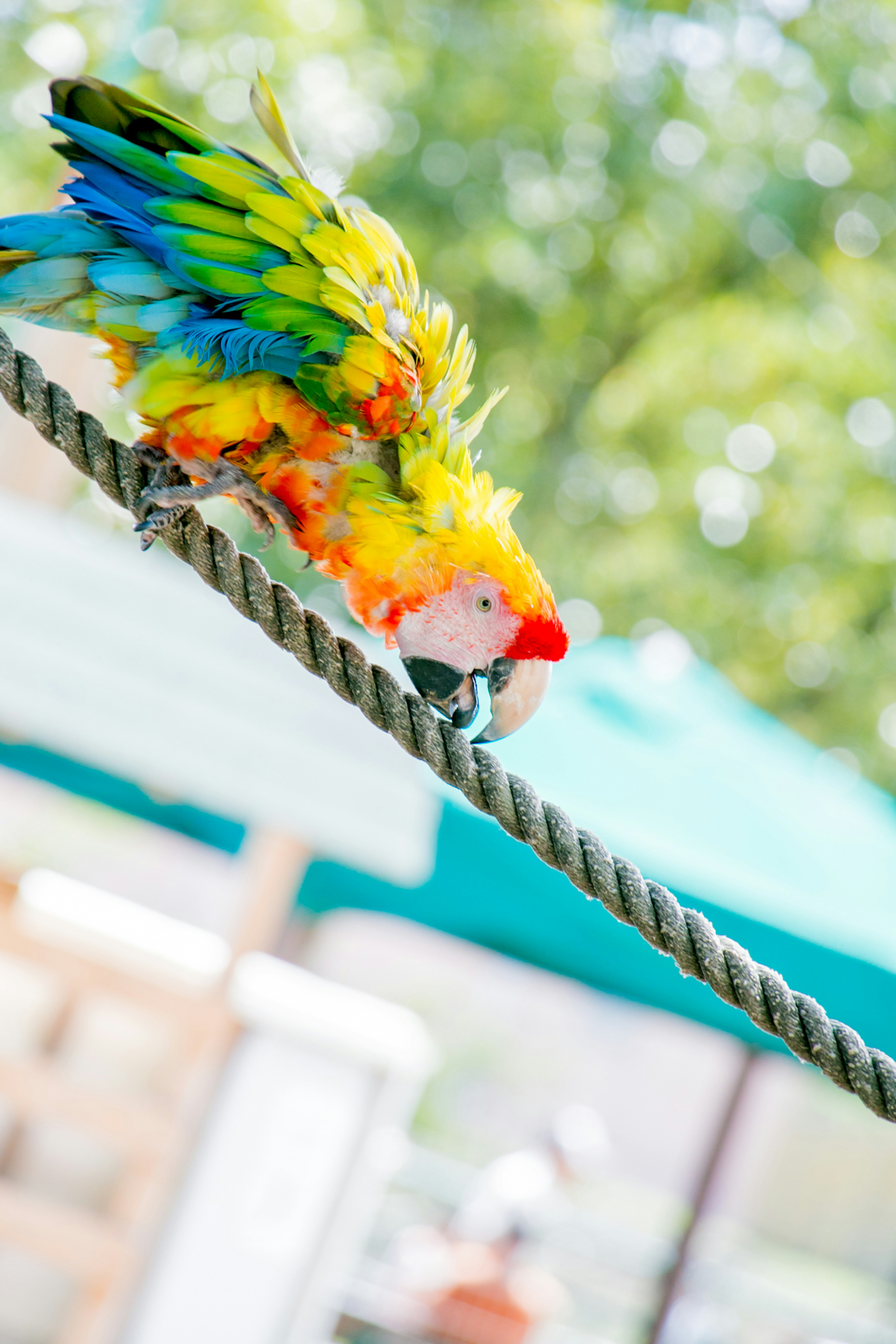 Pappagallo colorato appollaiato su una corda in un ambiente vibrante