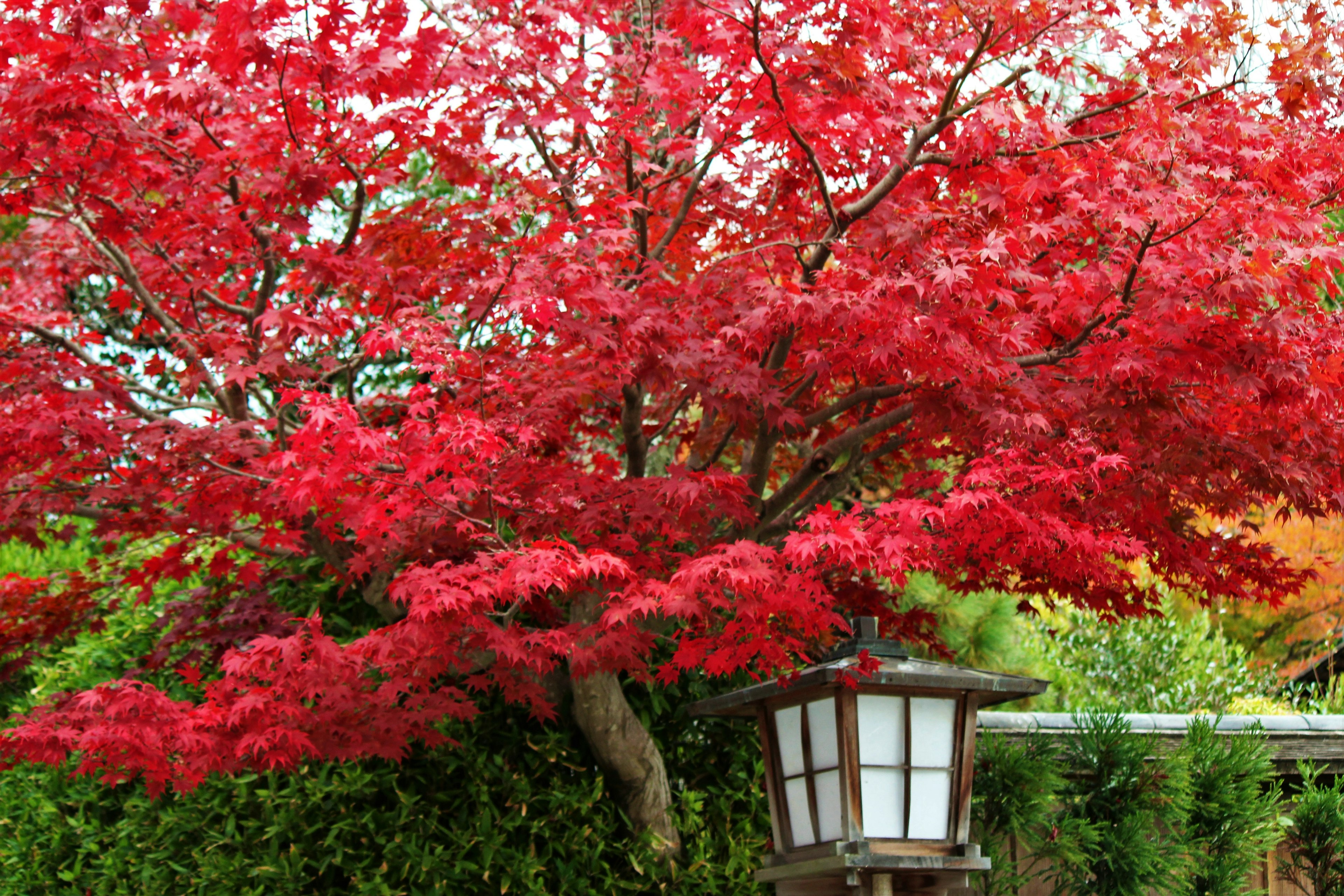 鮮やかな赤い葉を持つ紅葉の木と和風の提灯